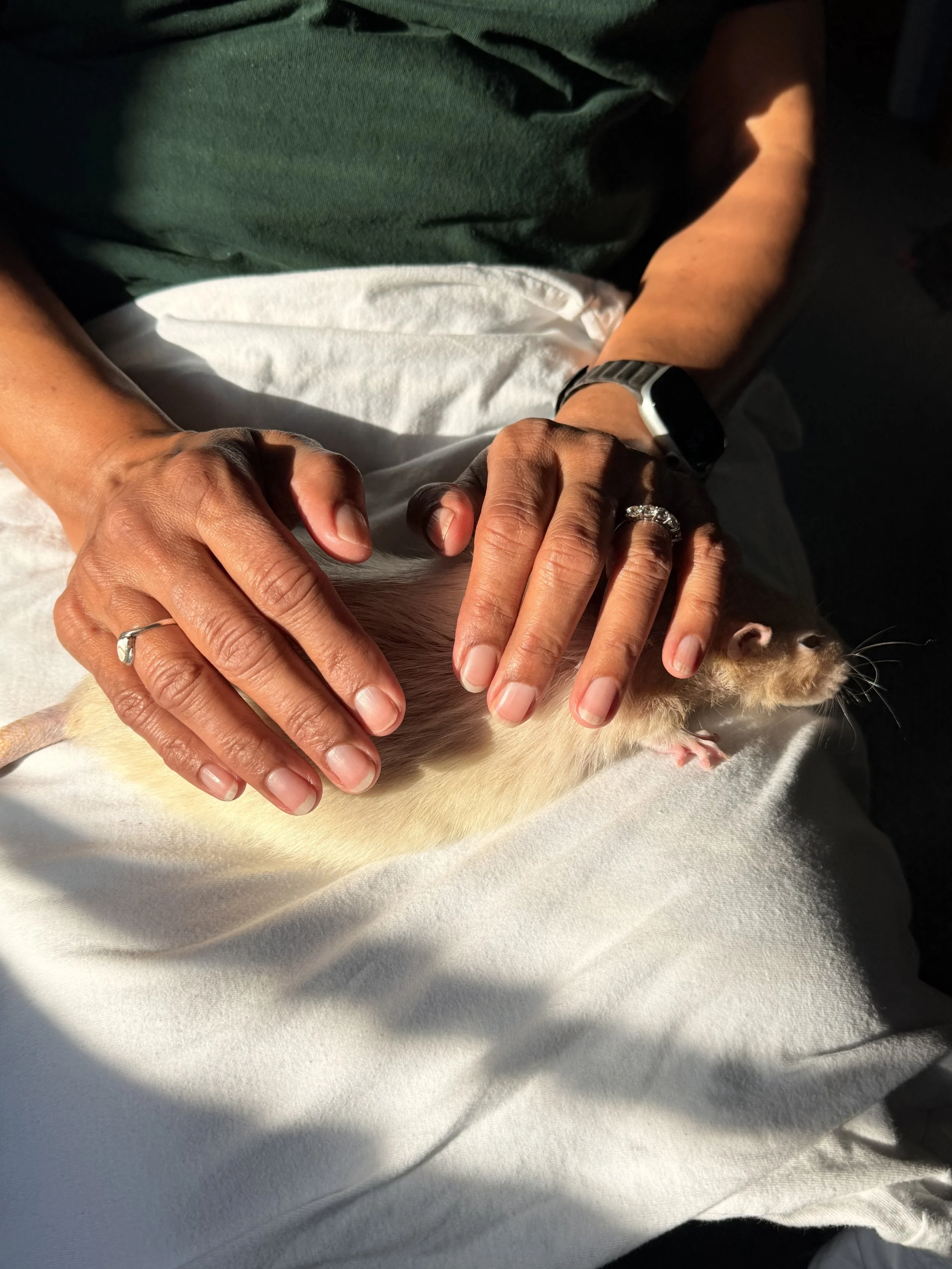 A Little Reiki, A Little Love: How Skelly the Albino Rat Reminded Me What Healing Truly Is