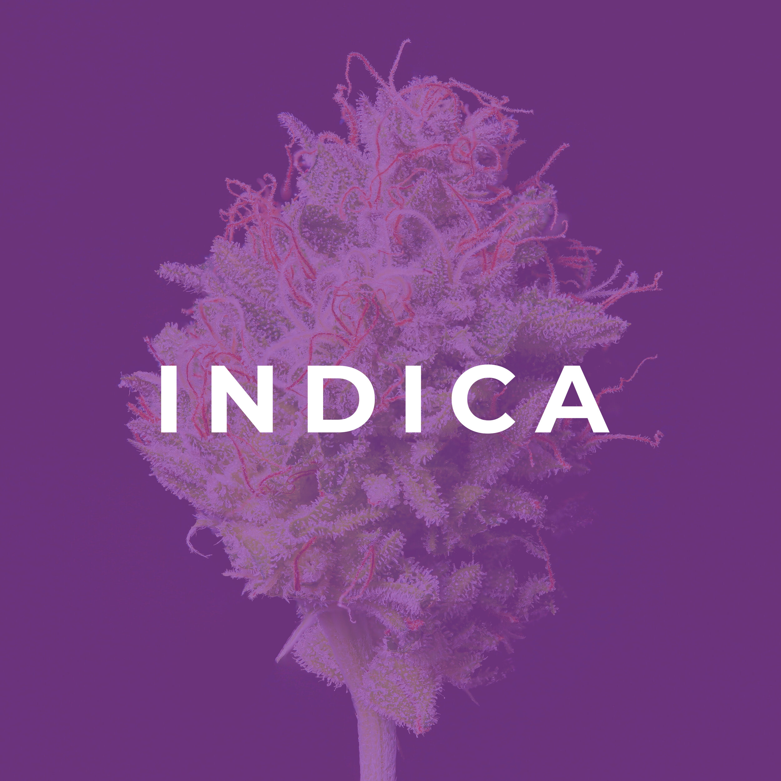 INDICA.jpg