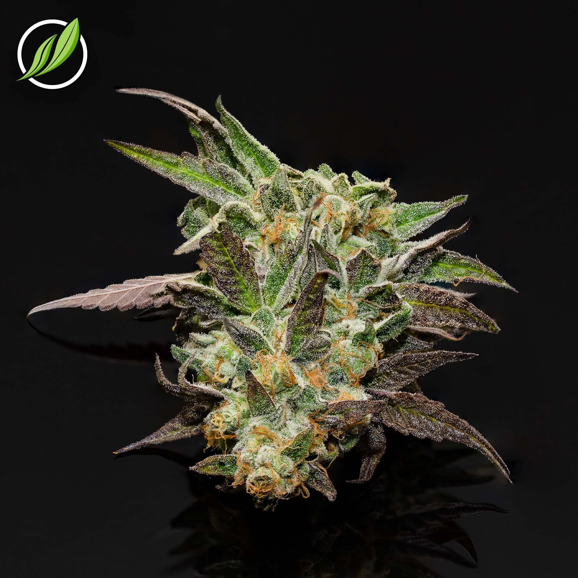 Introducing Tortaden Flower T32% H 11437! 