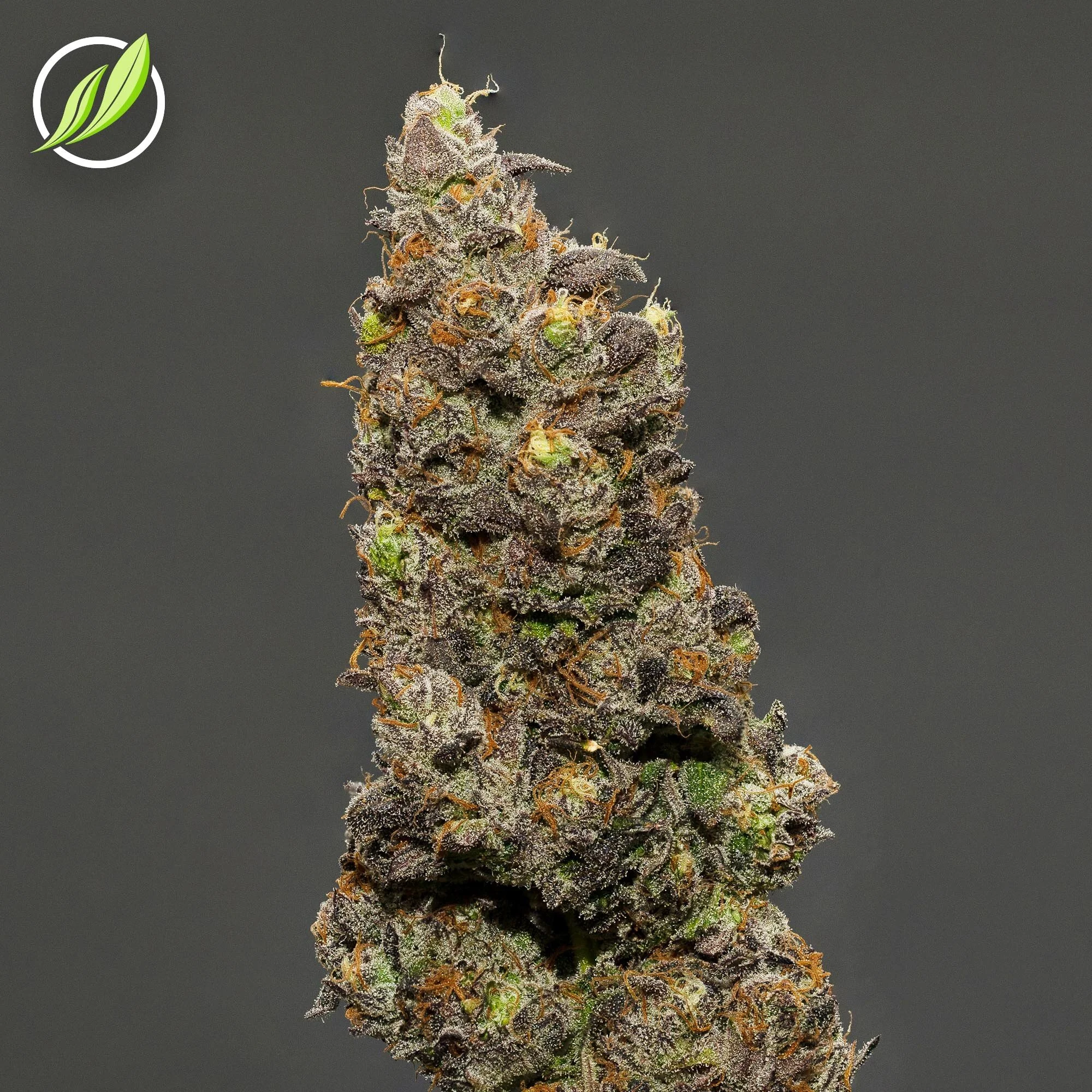 Astredex Flower T30% I 11432