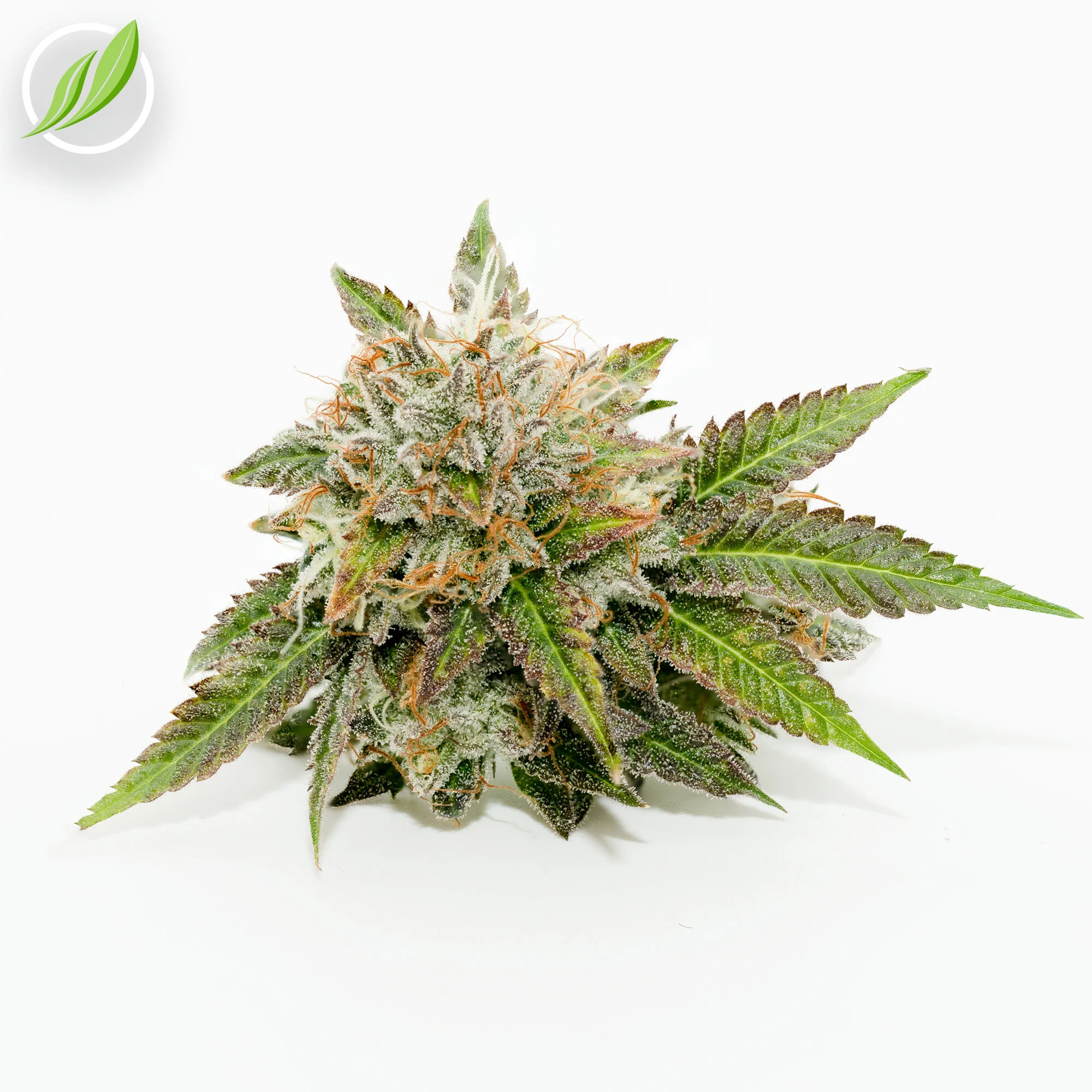 A heavy-hitting fan favorite is back in town - Rariden!