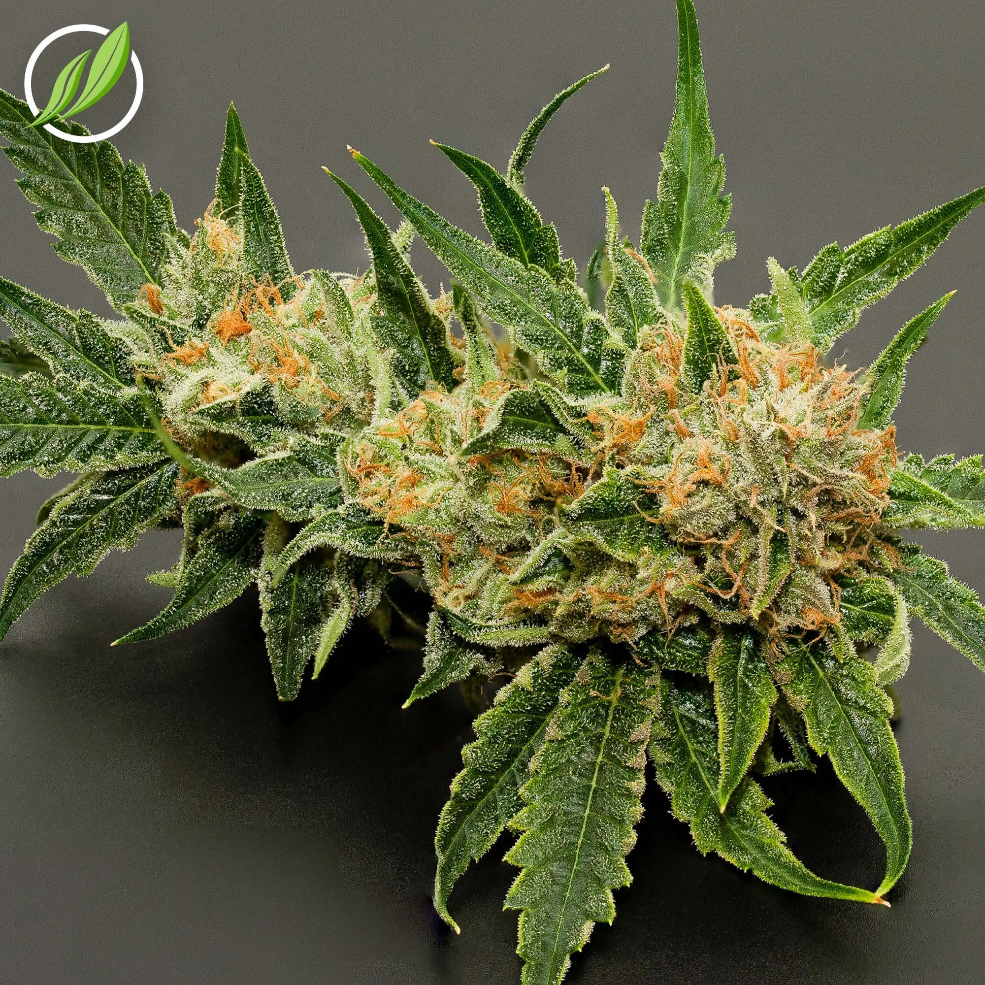A CTPharma classic hybrid is coming back around! Bandolyn!