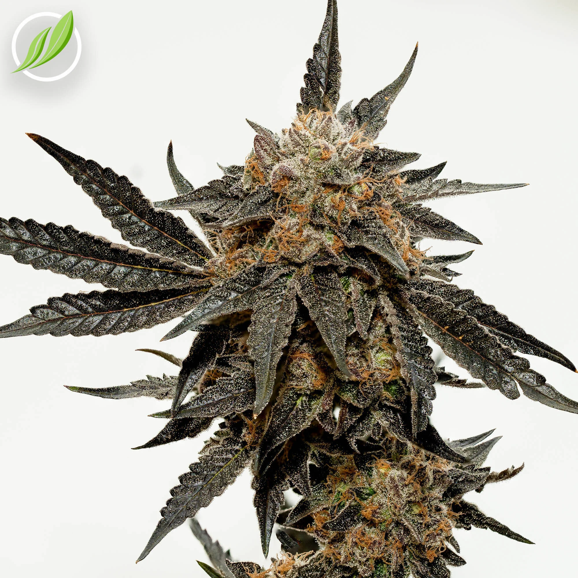 NEW STRAIN - Jellivex