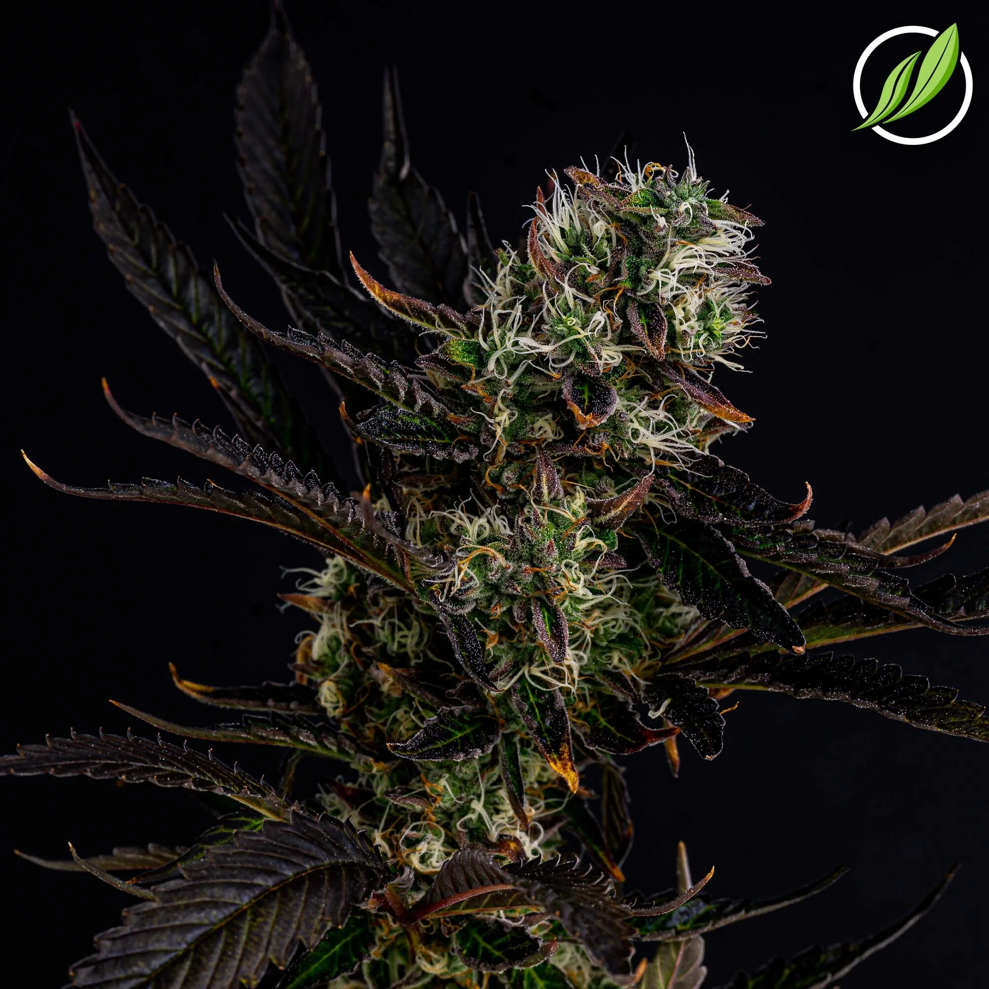 NEW STRAIN - Trillavex