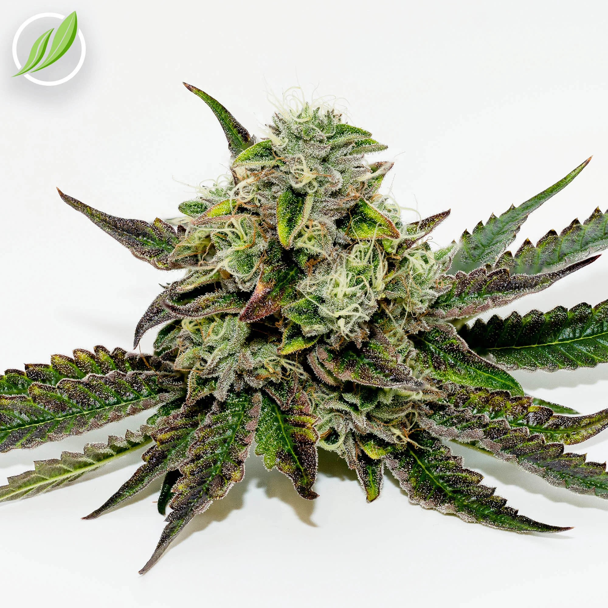 A CTPharma fan favorite is back - Auralex!