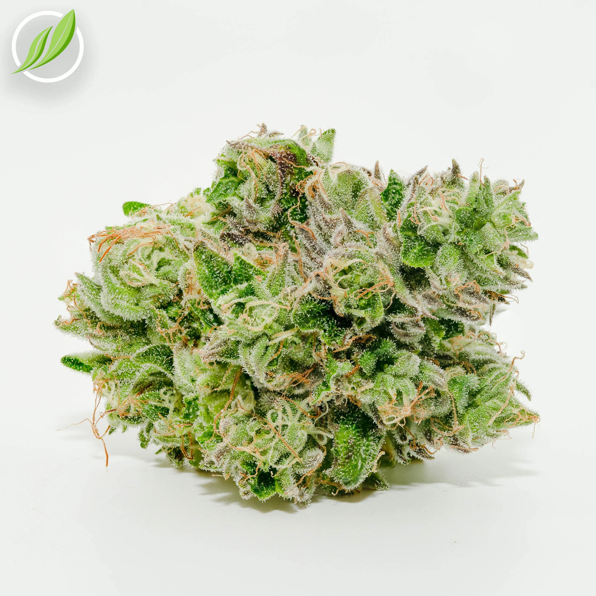 This hot legacy strain is back - Auralex!