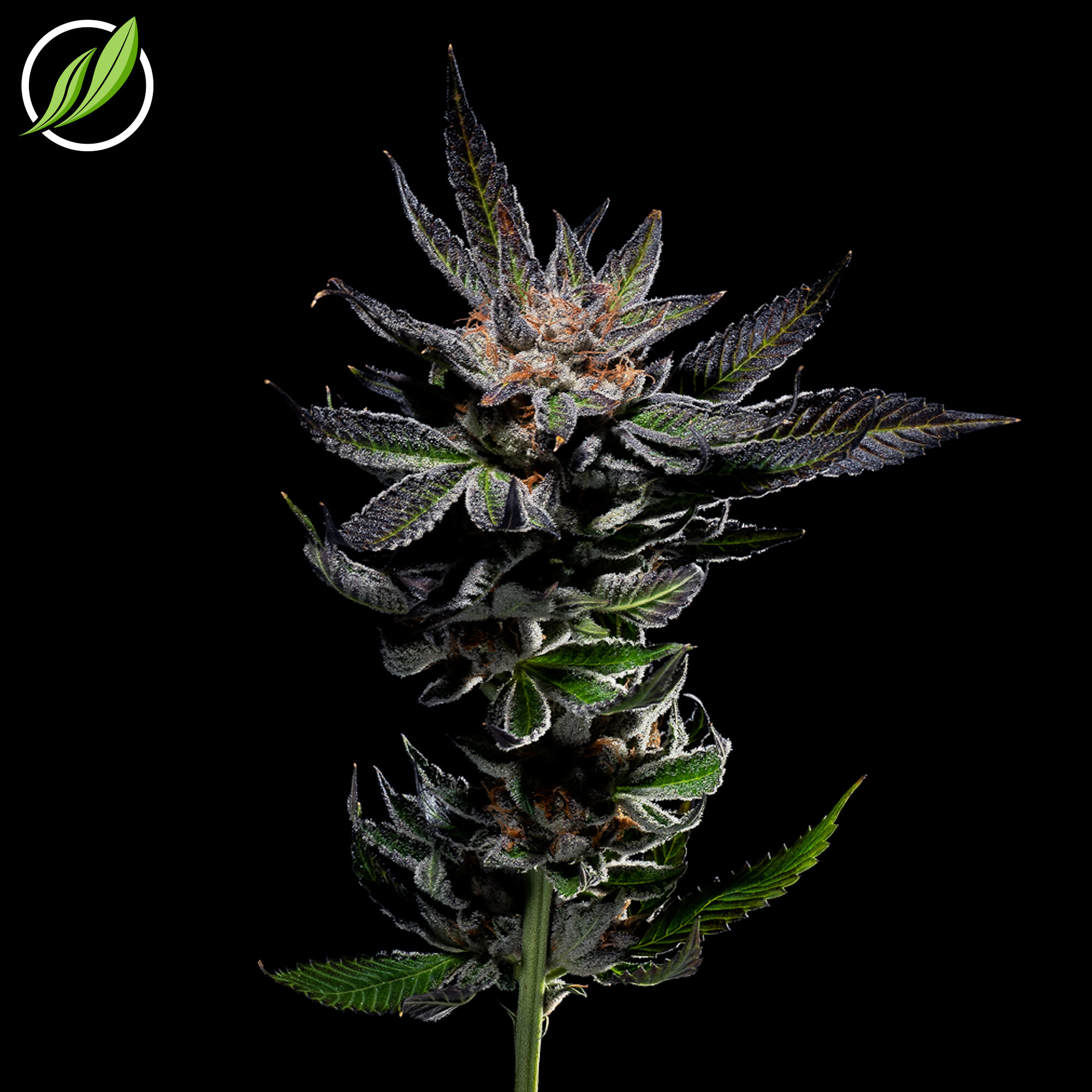 Dubavex_Flower_T31_I_12007_Social2.jpg
