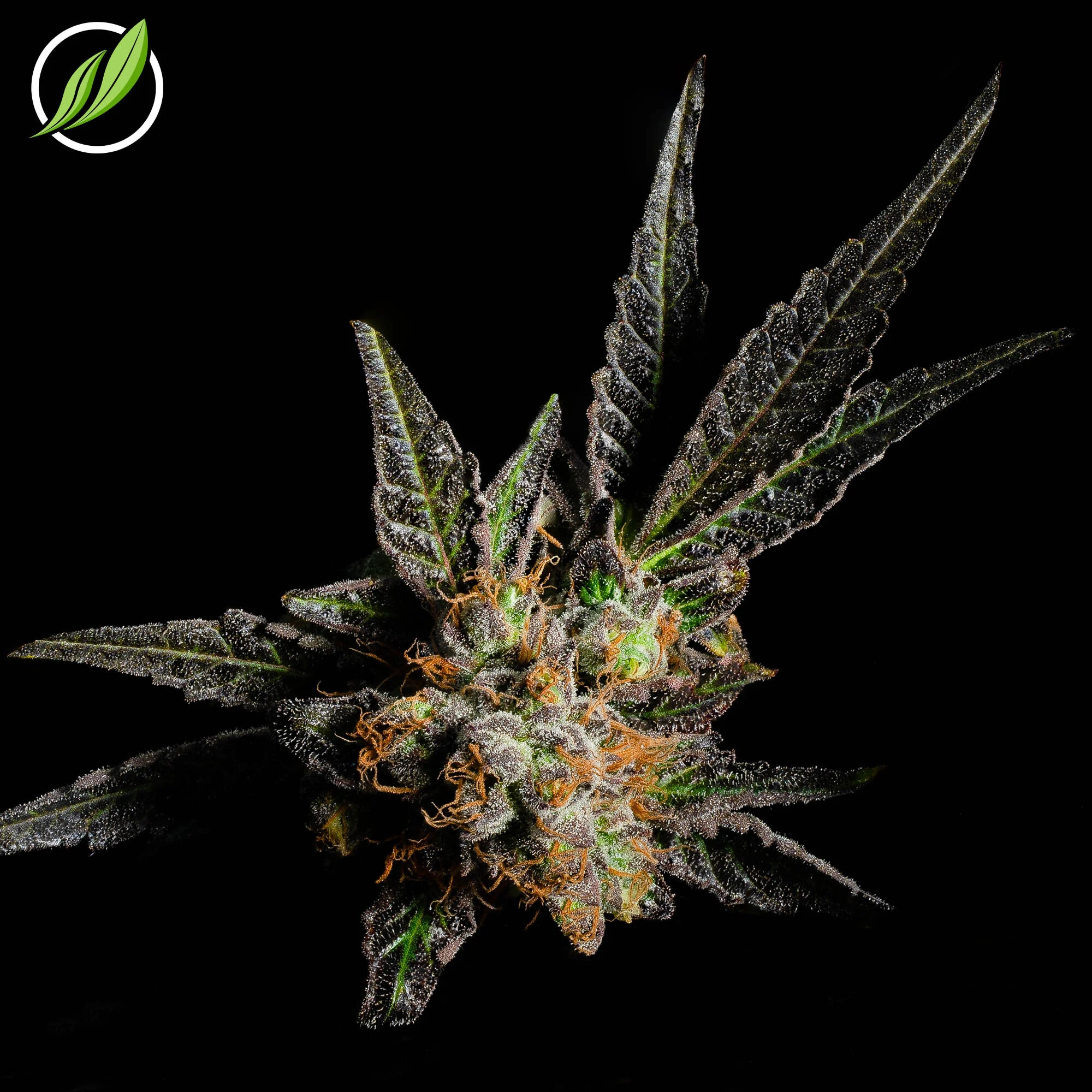 NEW SATIVA STRAIN - Fresaden!
