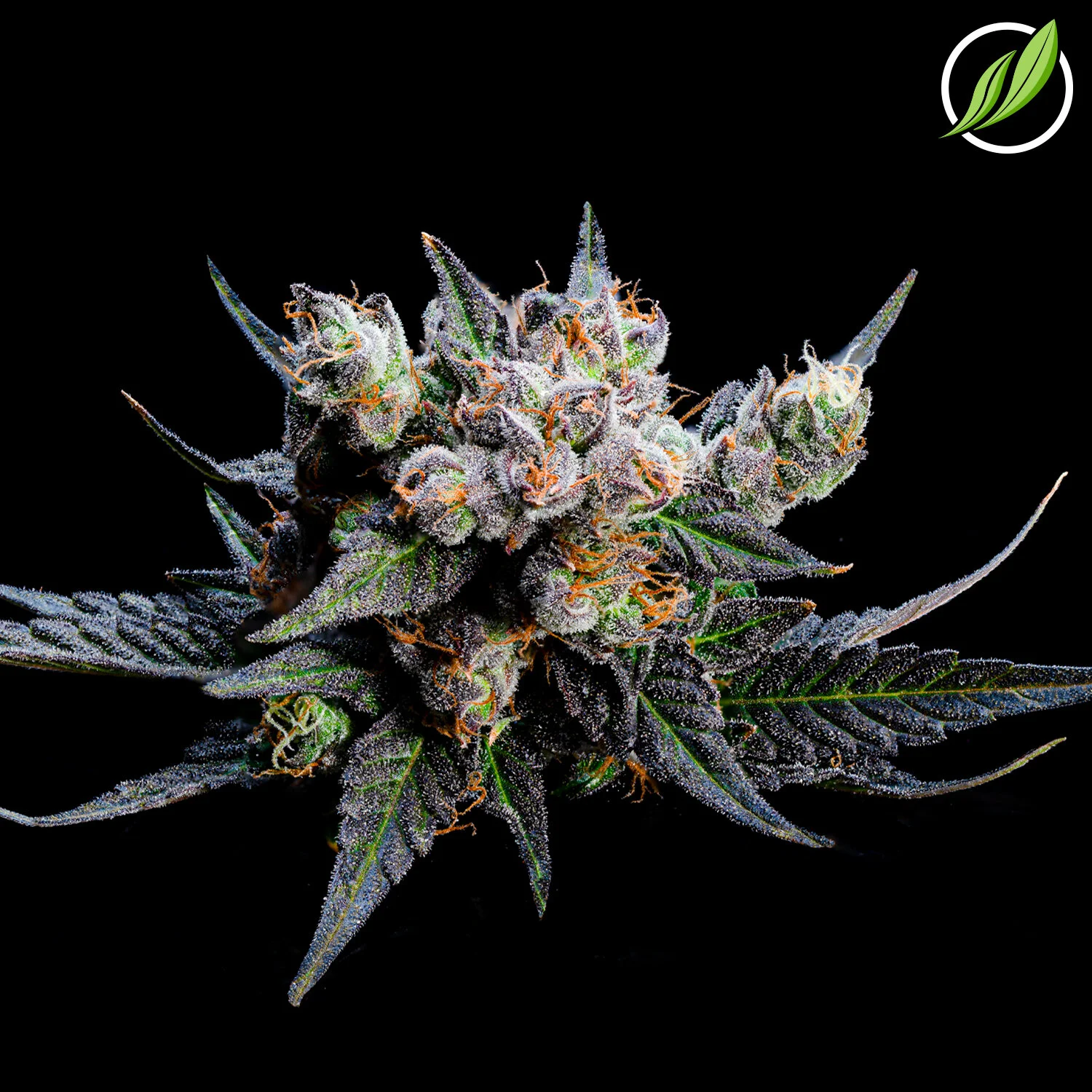 Dharmadex_Flower_T36_I_12588_Social2.jpg