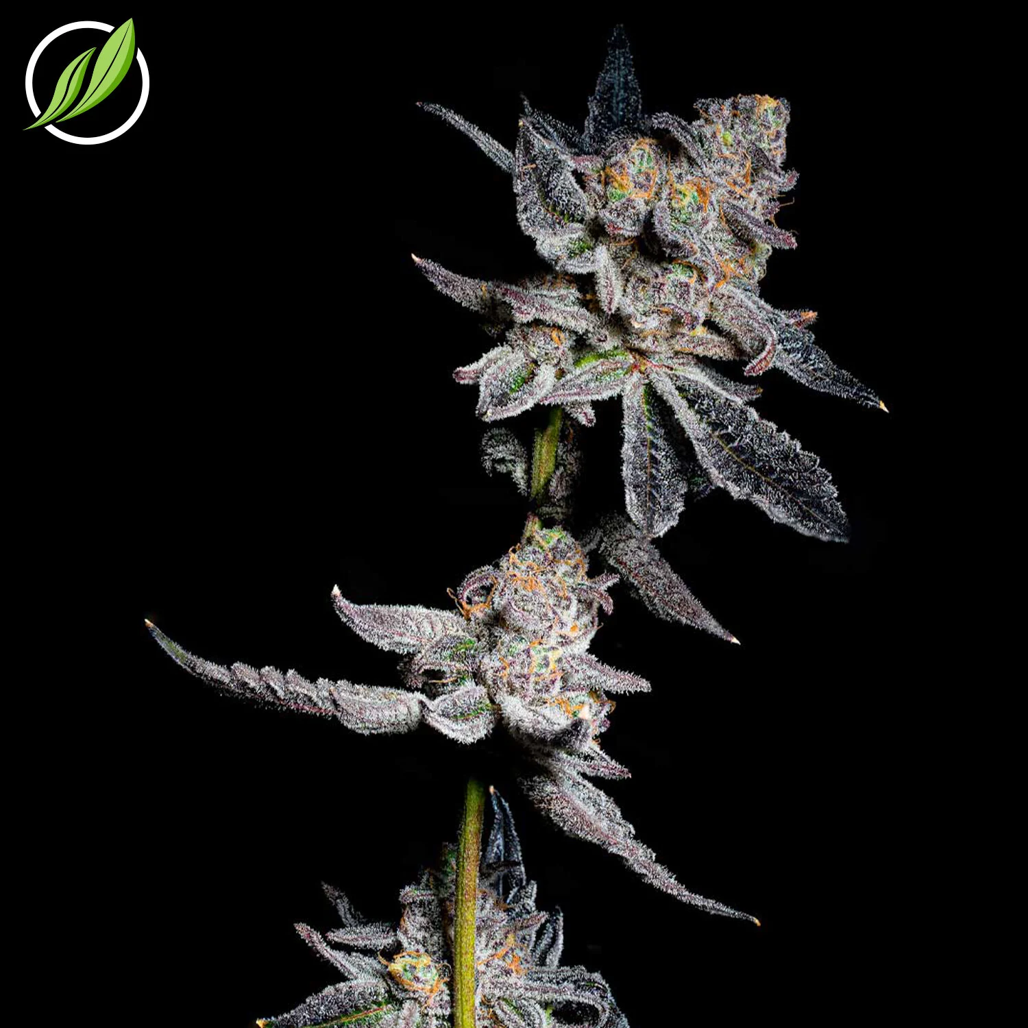 NEW INDICA STRAIN - Glaceden