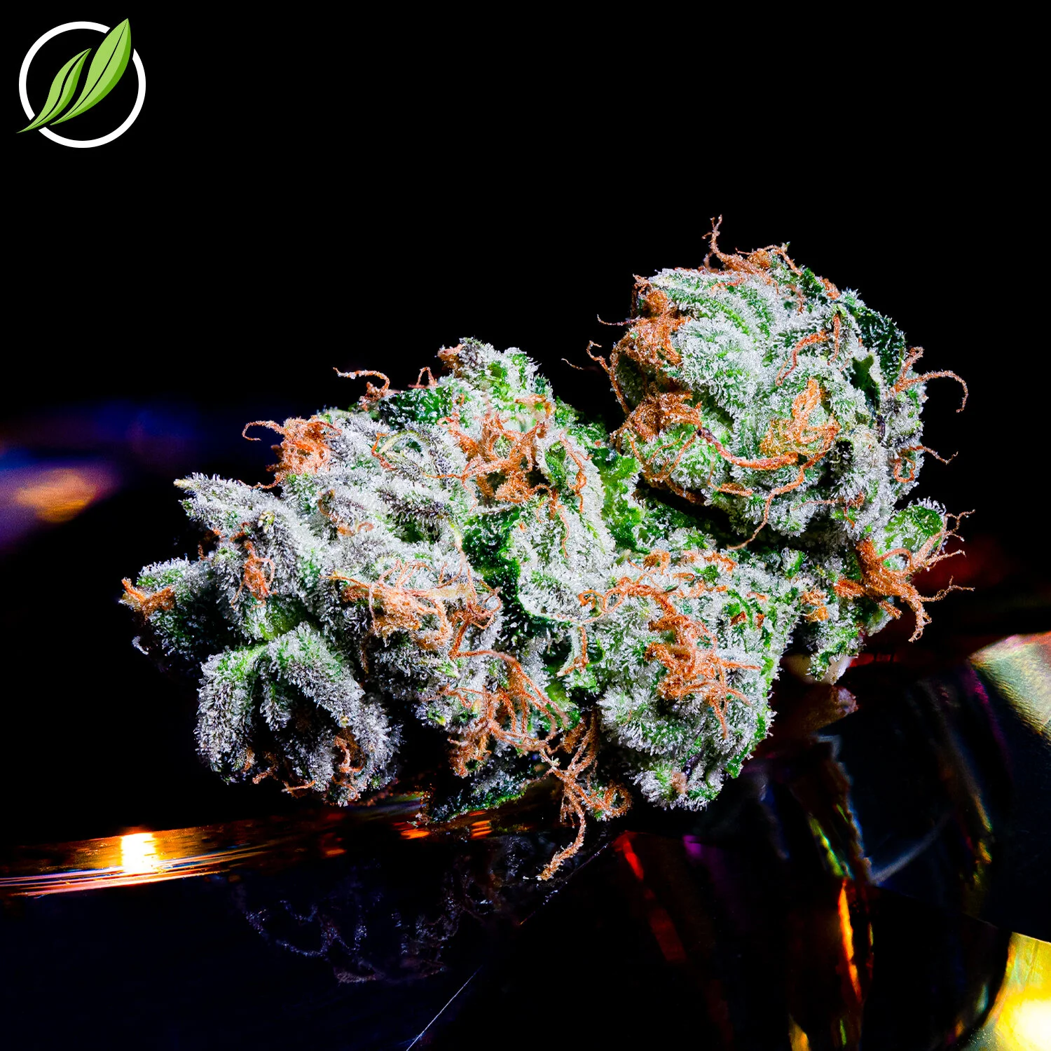 NEW SATIVA STRAIN - Perraven