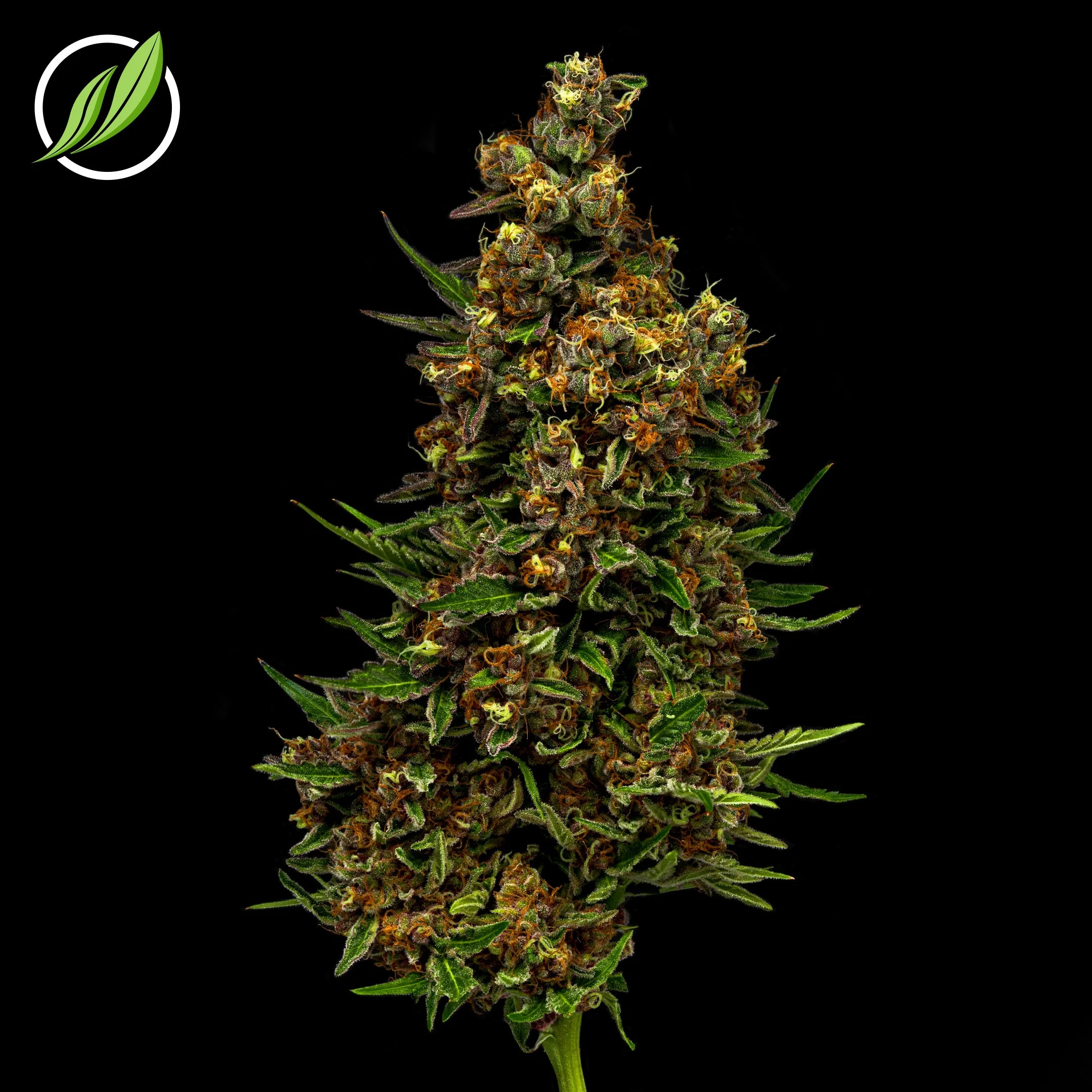Mollevec_Flower_T28_H_14284_LotC002234_NDC14284_SOCIAL.jpg