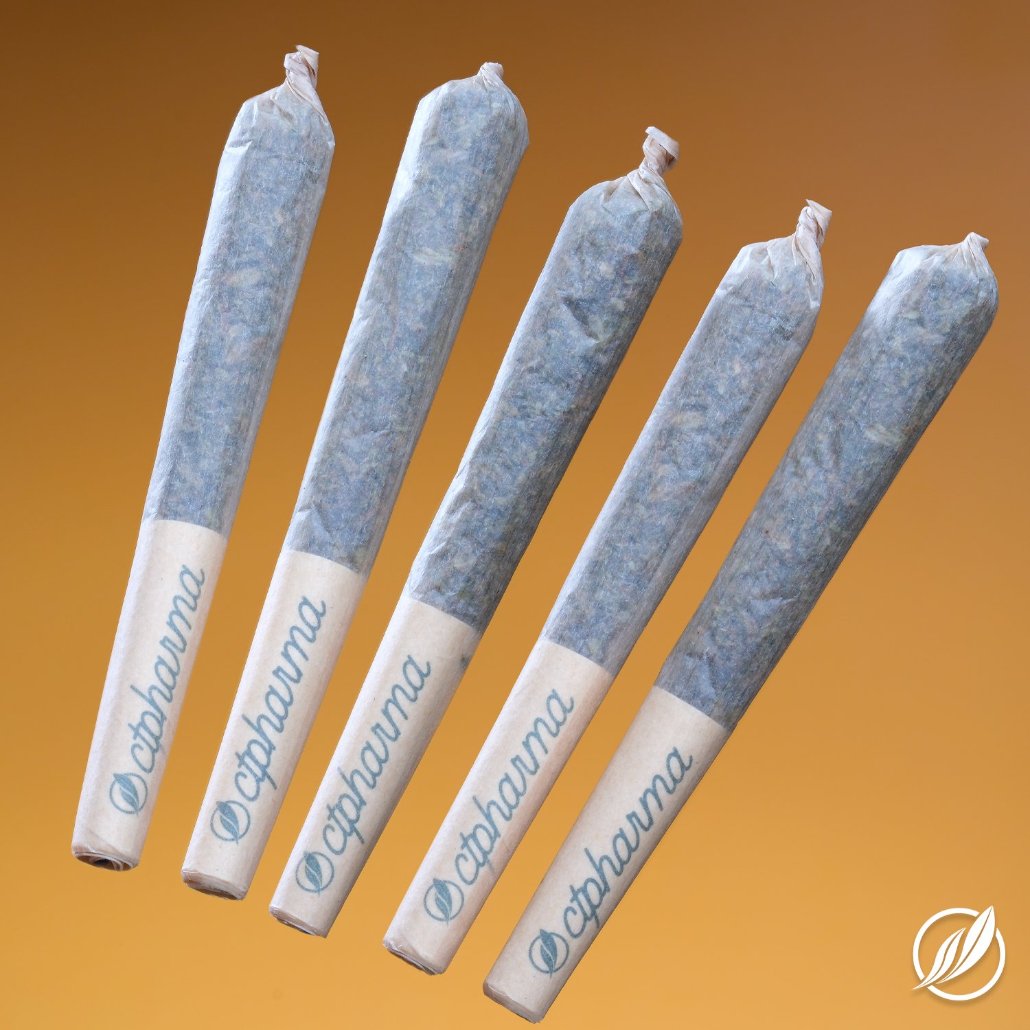 Shorties (5-pack)