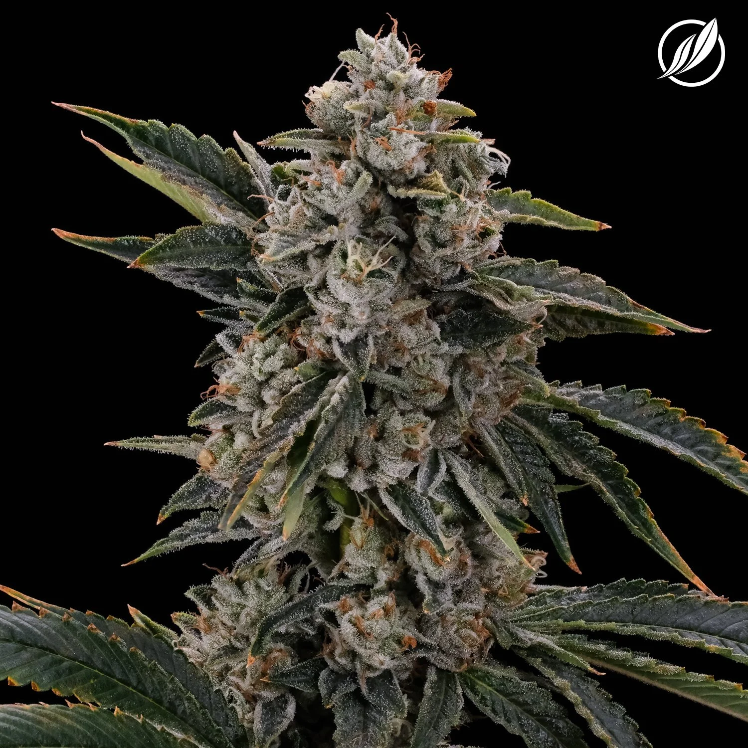 Chem_Valley_Kush_Flower_H_26141_Lot_29436_social.jpg