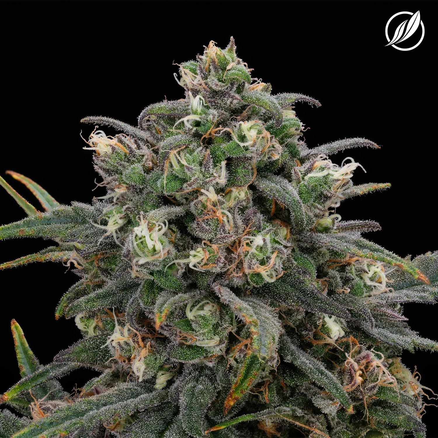 Blue_Sky_Haze_Flower_THCCBD_26150_Lot_29706_social.jpg