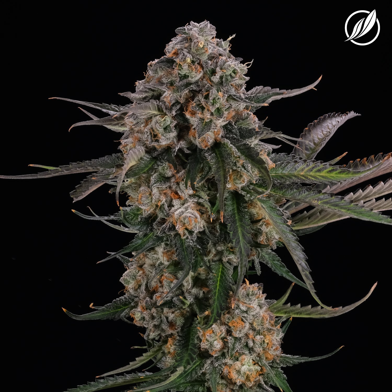 Modified Haze Flower H 26406