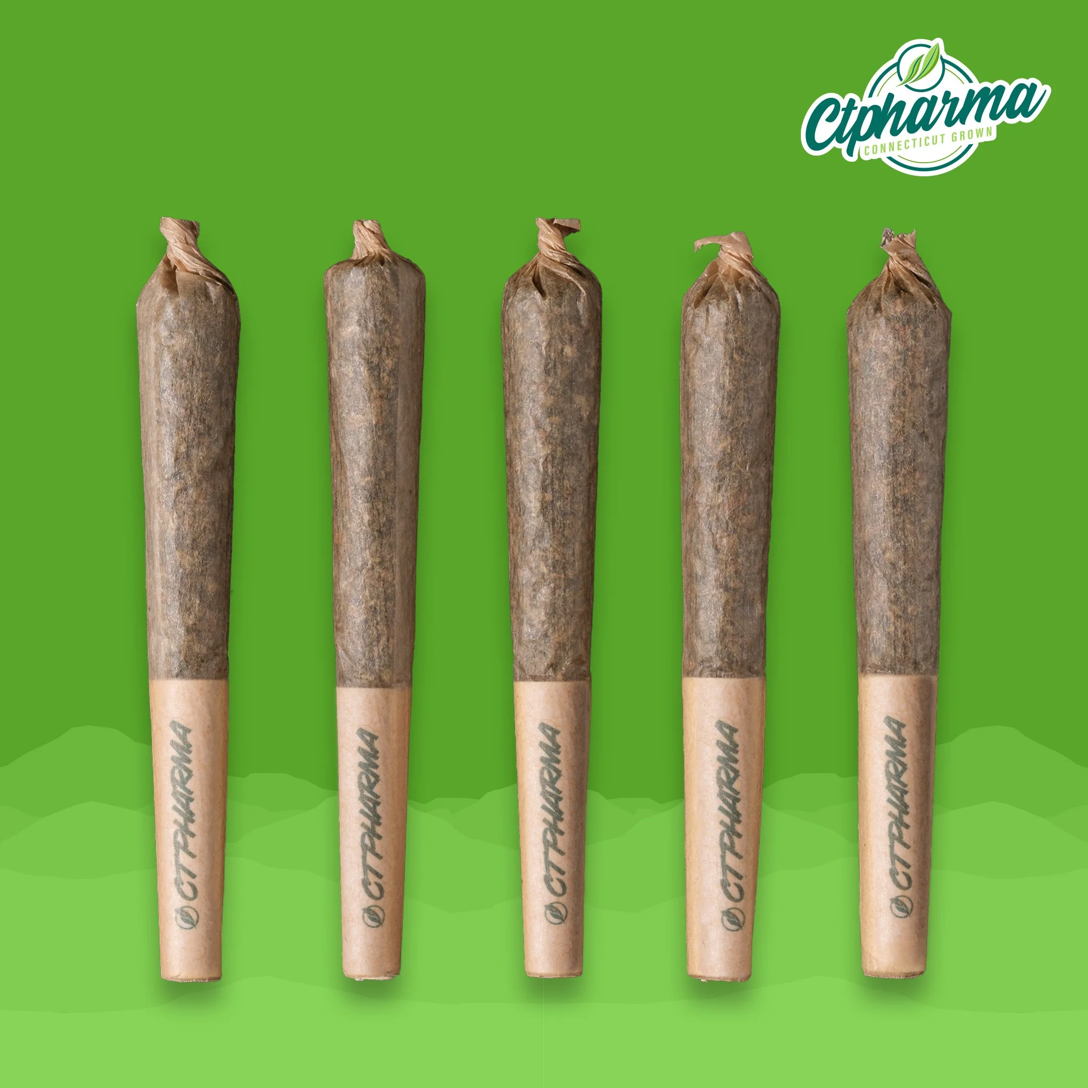 Durban Stardawg Shorties H 26438