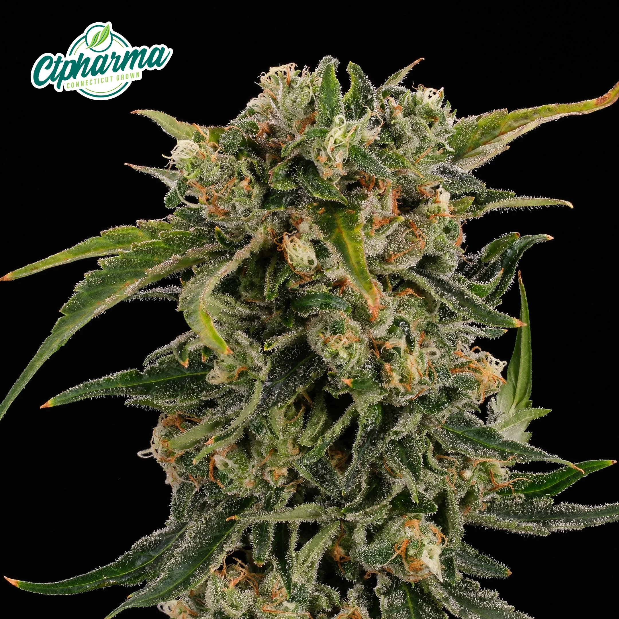 Canna-Tsu Flower THC:CBD 26426