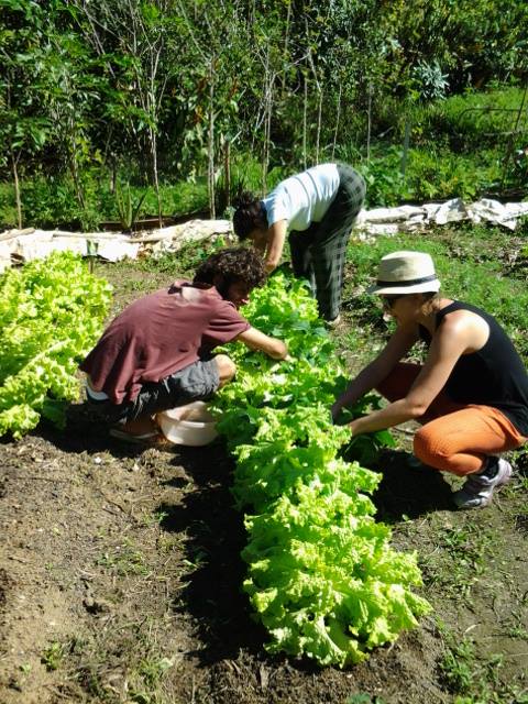 Copy of ORGANIC FARMING 