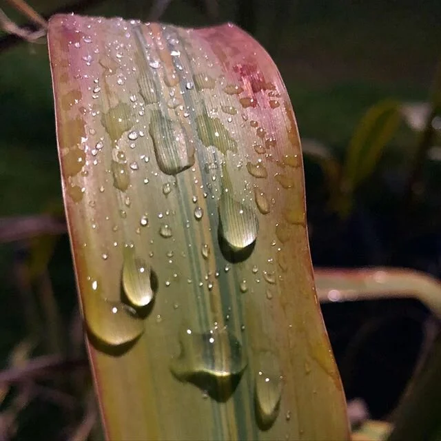 speak sweetness to yourself and pause only to collect it once it&rsquo;s dripping down your chin
-seher