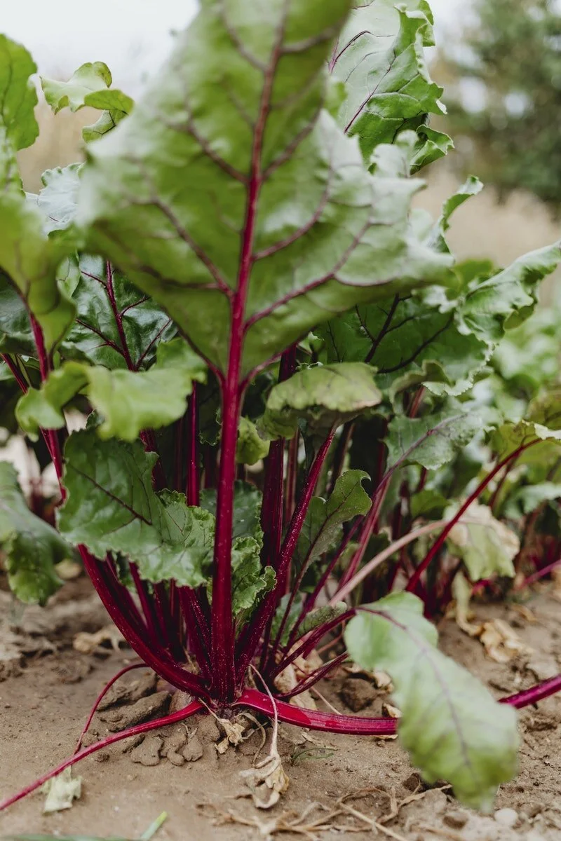 Yes, we are OPEN this week!