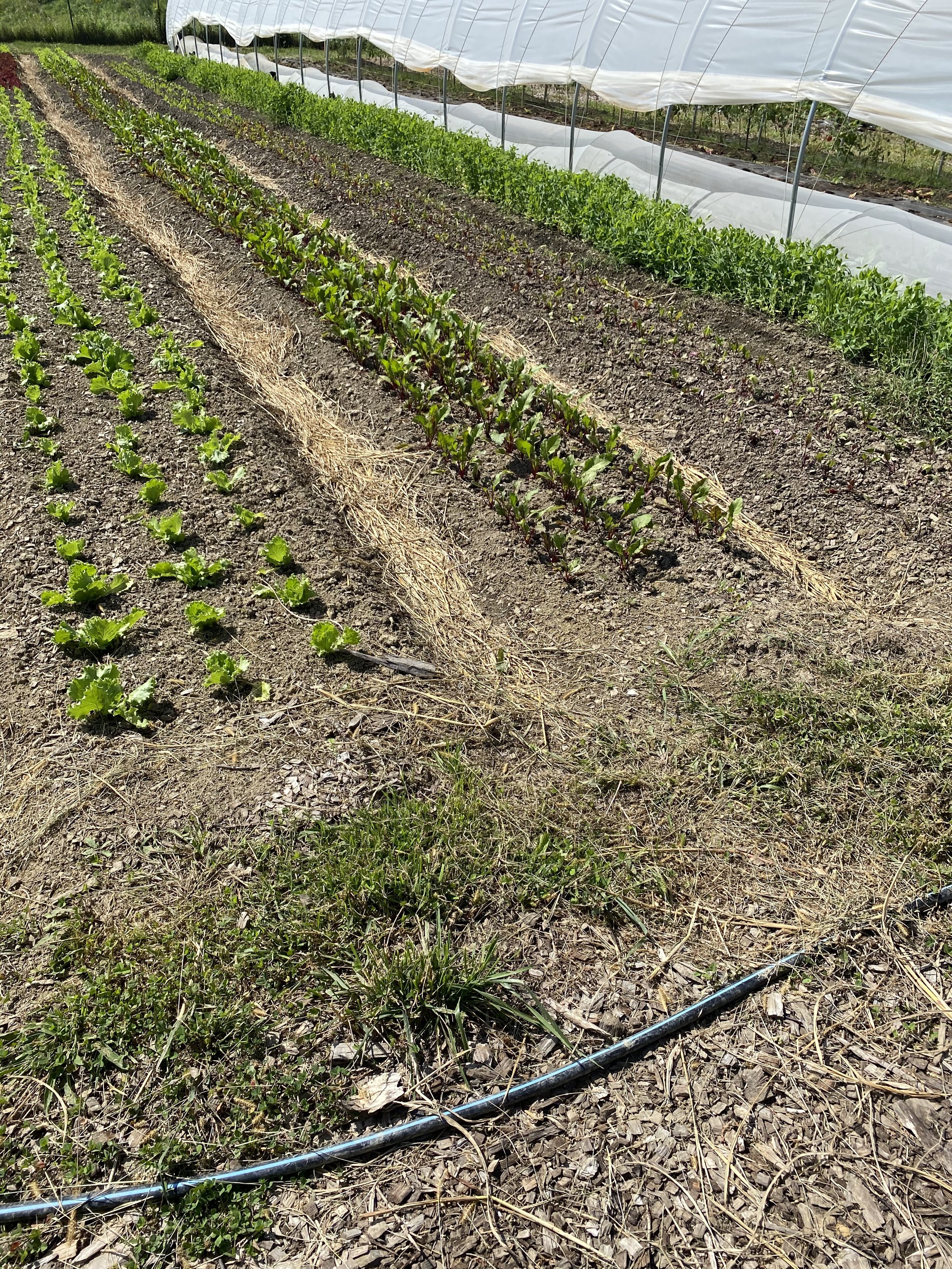 Beds amended with Paydirt Compost