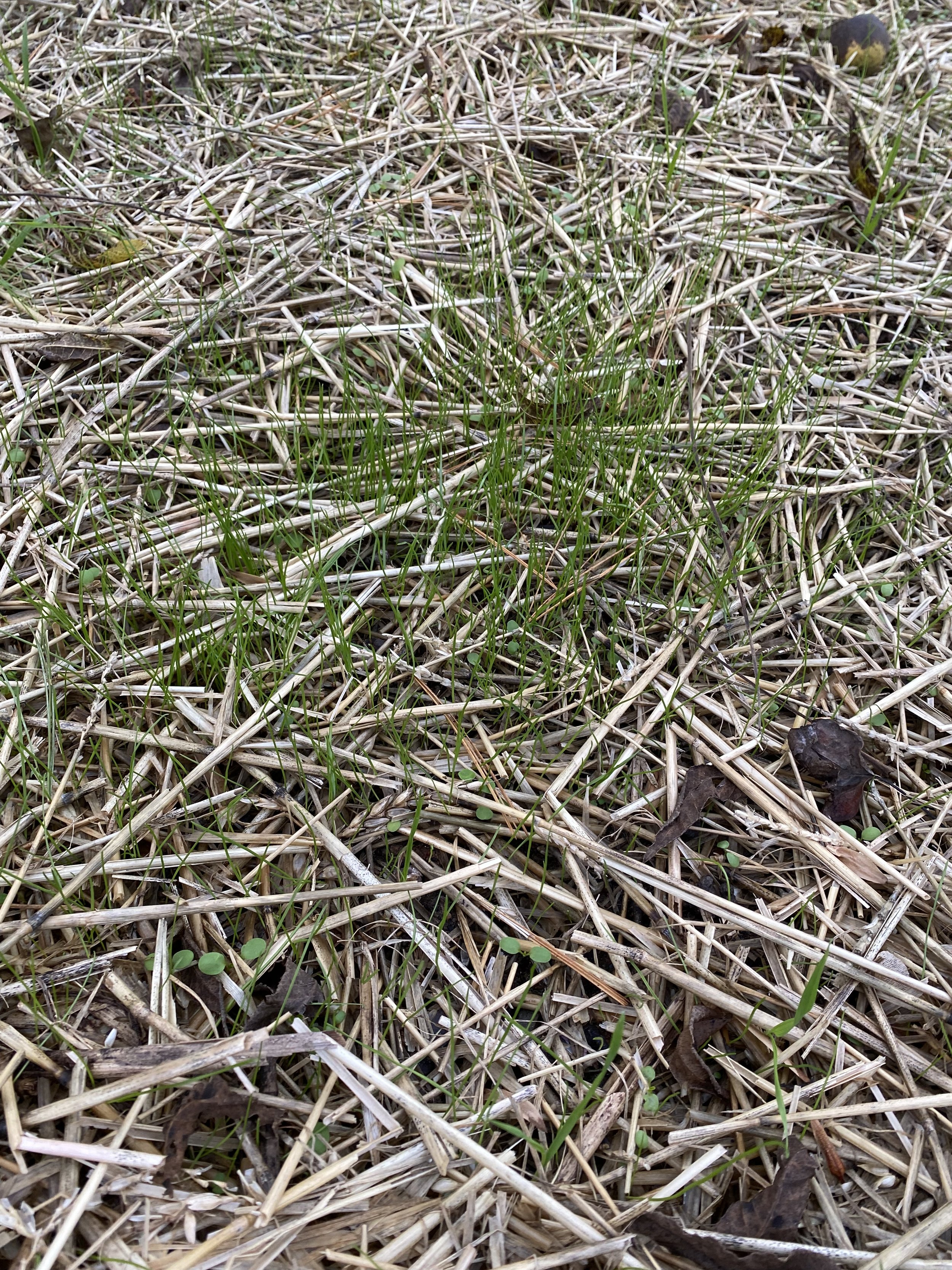 Paydirt Organic Compost beneath straw