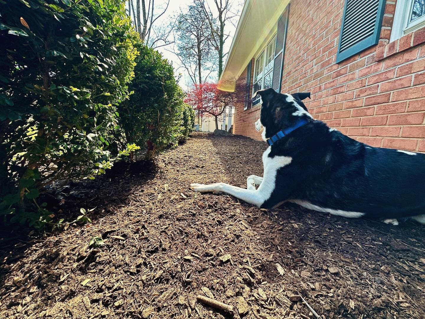 Another satisfied Chip Mulch customer! Our Chip Mulch is only available for a limited time and is priced to move. The results speak for themselves, so get your order in now! On-site pickup or local delivery available. #organicsrecycling #mulch #feedy