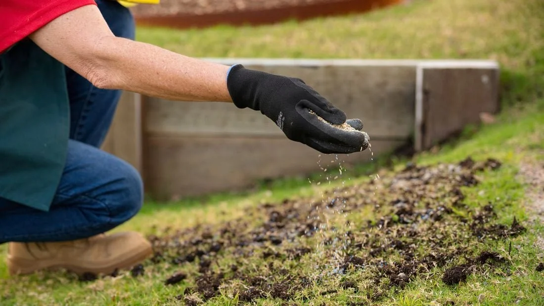 How to Overseed Your Lawn