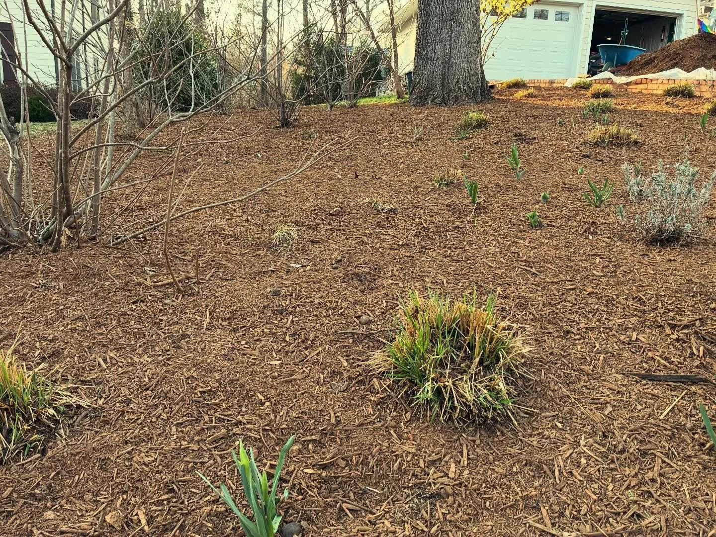 Mulch Madness! If you are looking for a finishing mulch that lays flat and will provide your soil with important nutrients over time, check out our Super-Fines Mulch! Small particles, big impact. The Cinderella story of your landscape.