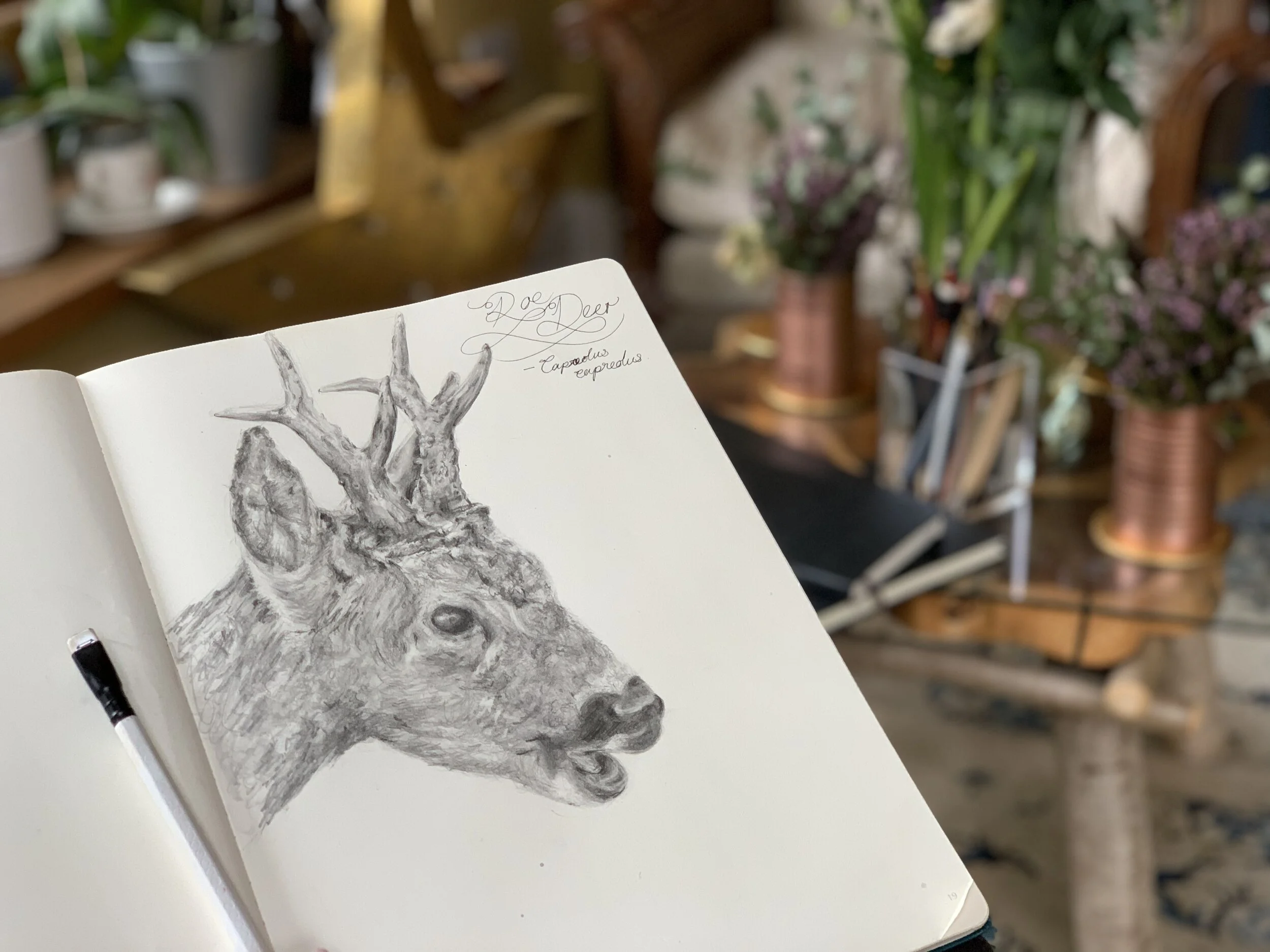 STAGS &amp; DOES