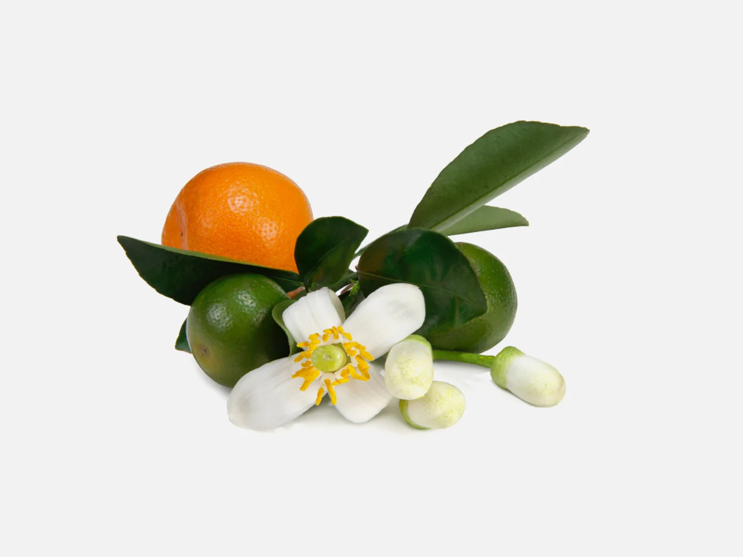 Neroli.jpg