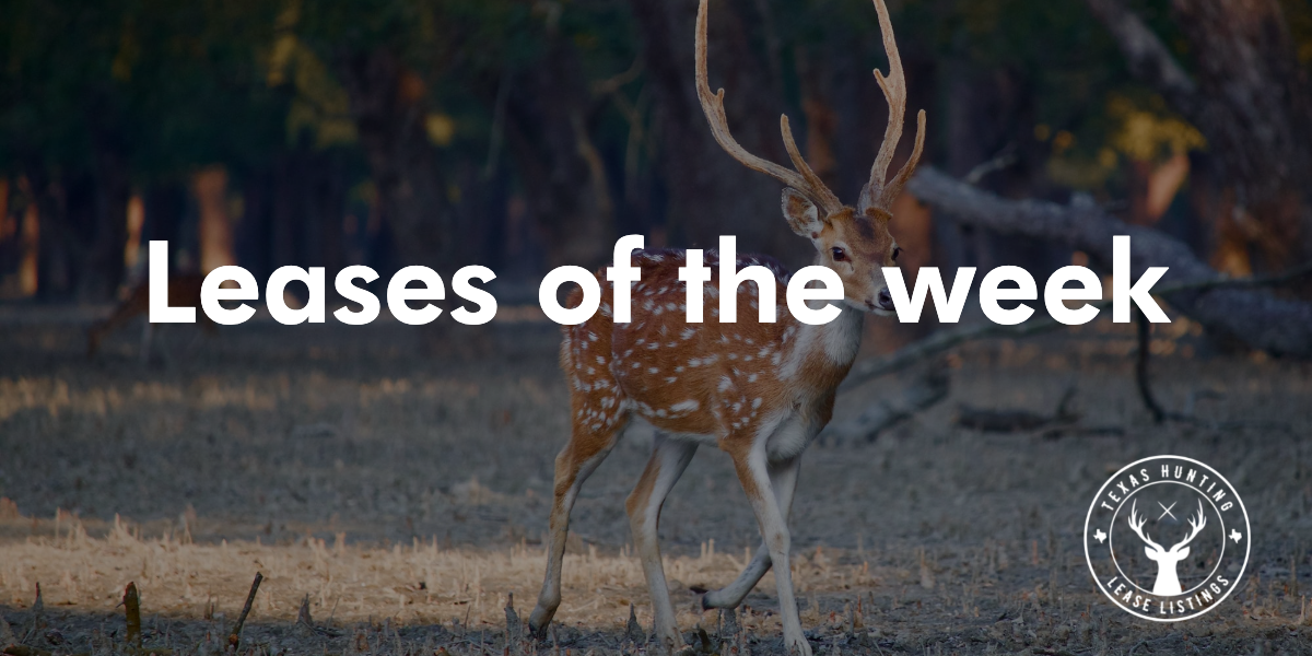 New Texas Hunting Leases: South Texas Whitetail, Hill Country Exotics &amp; DIY Hunts