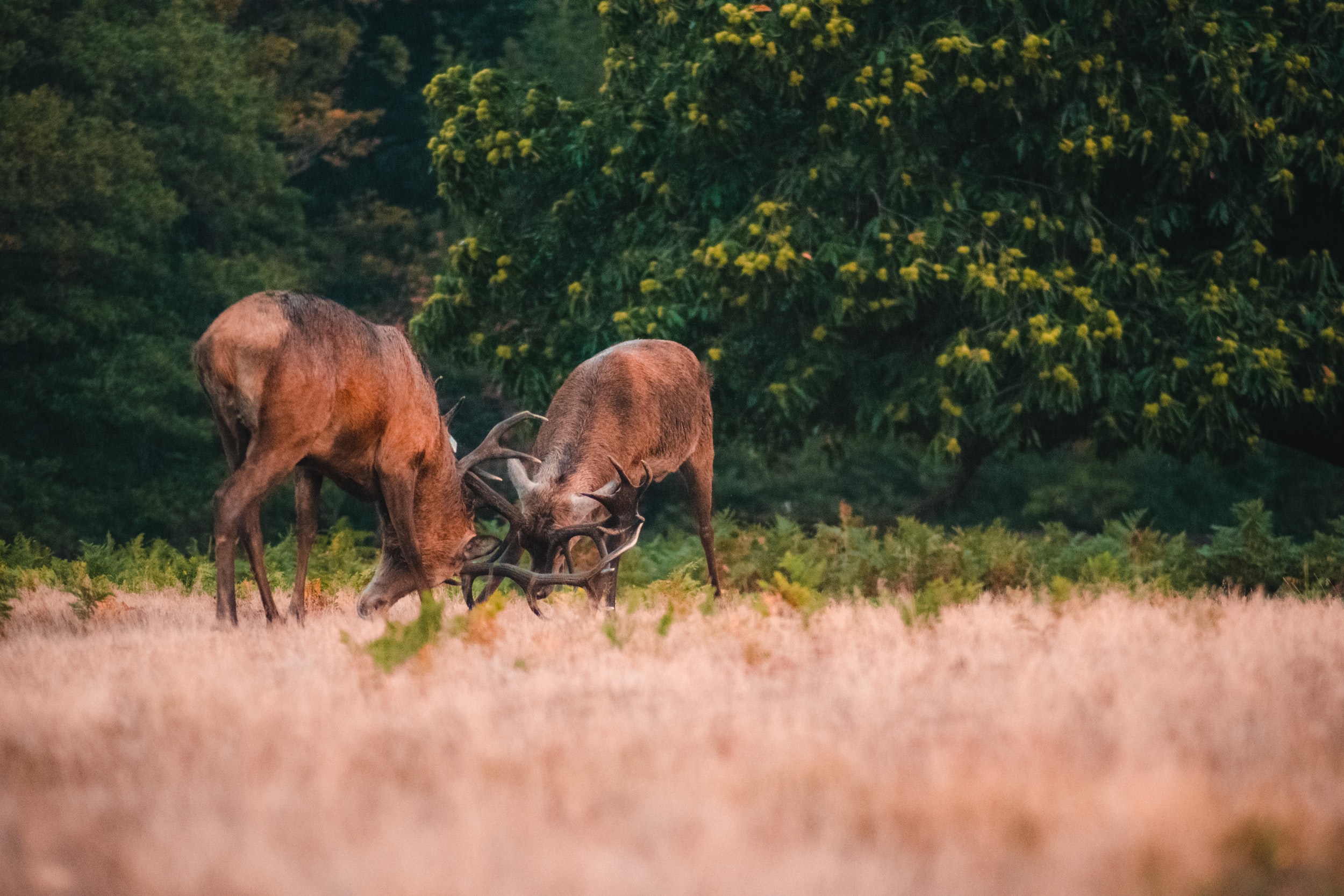 When is Peak Whitetail Rut in Your Area?