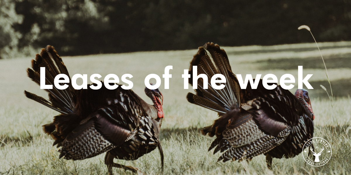 New December Texas Hunting Leases: Dove, Deer &amp; Trophy Whitetail Hunts Ready Now