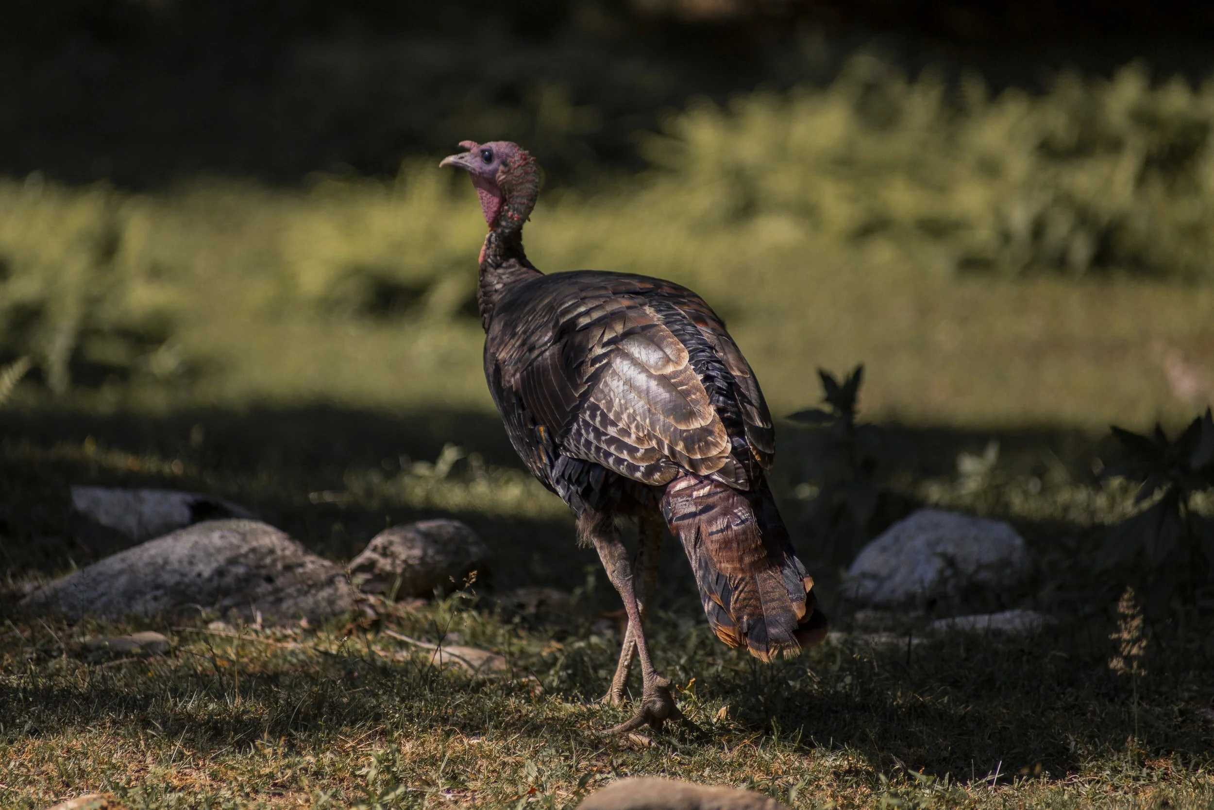 Turkey’s are Ready for Spring Hunting Season, are You? 