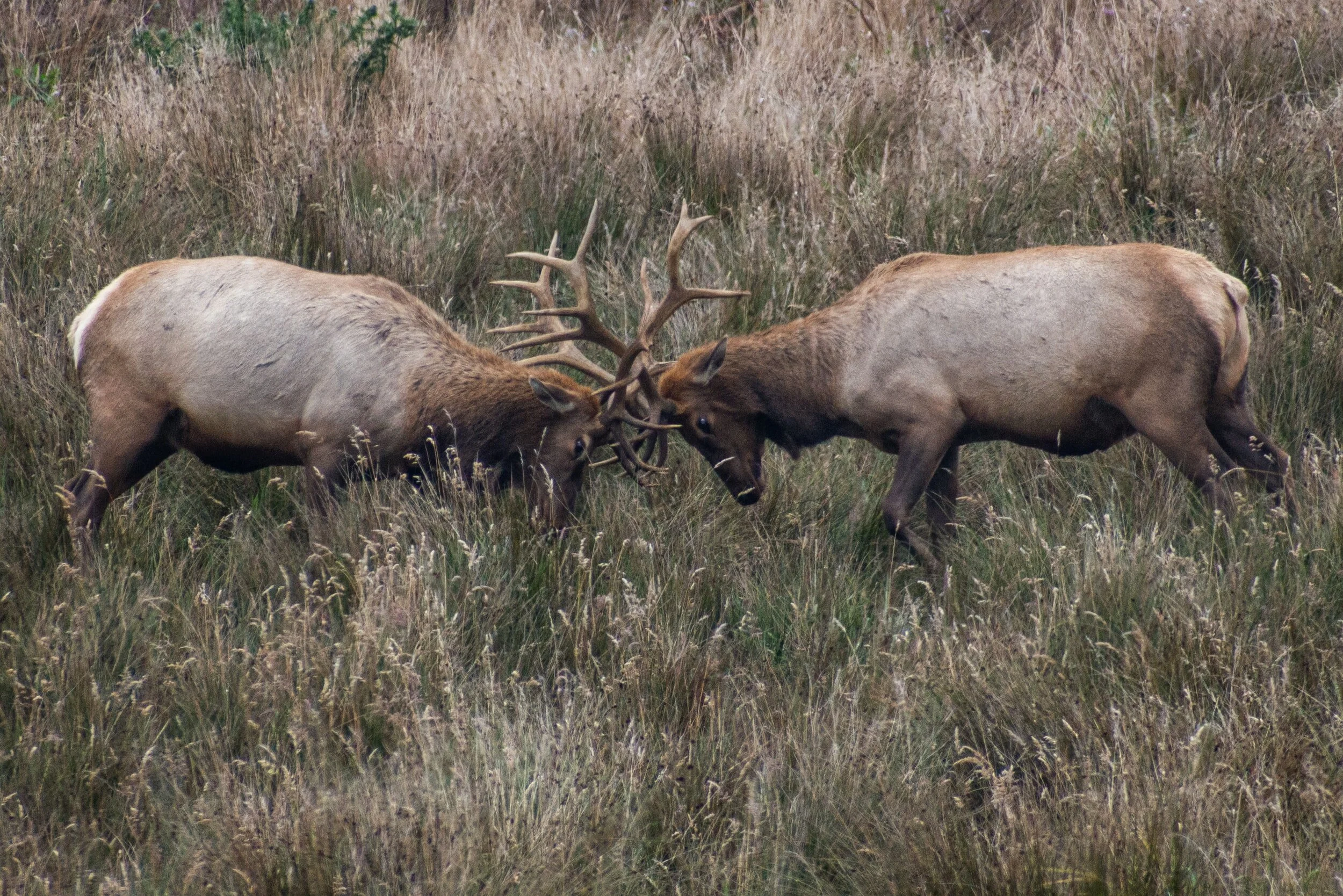 Leases of the week - 03.22.21