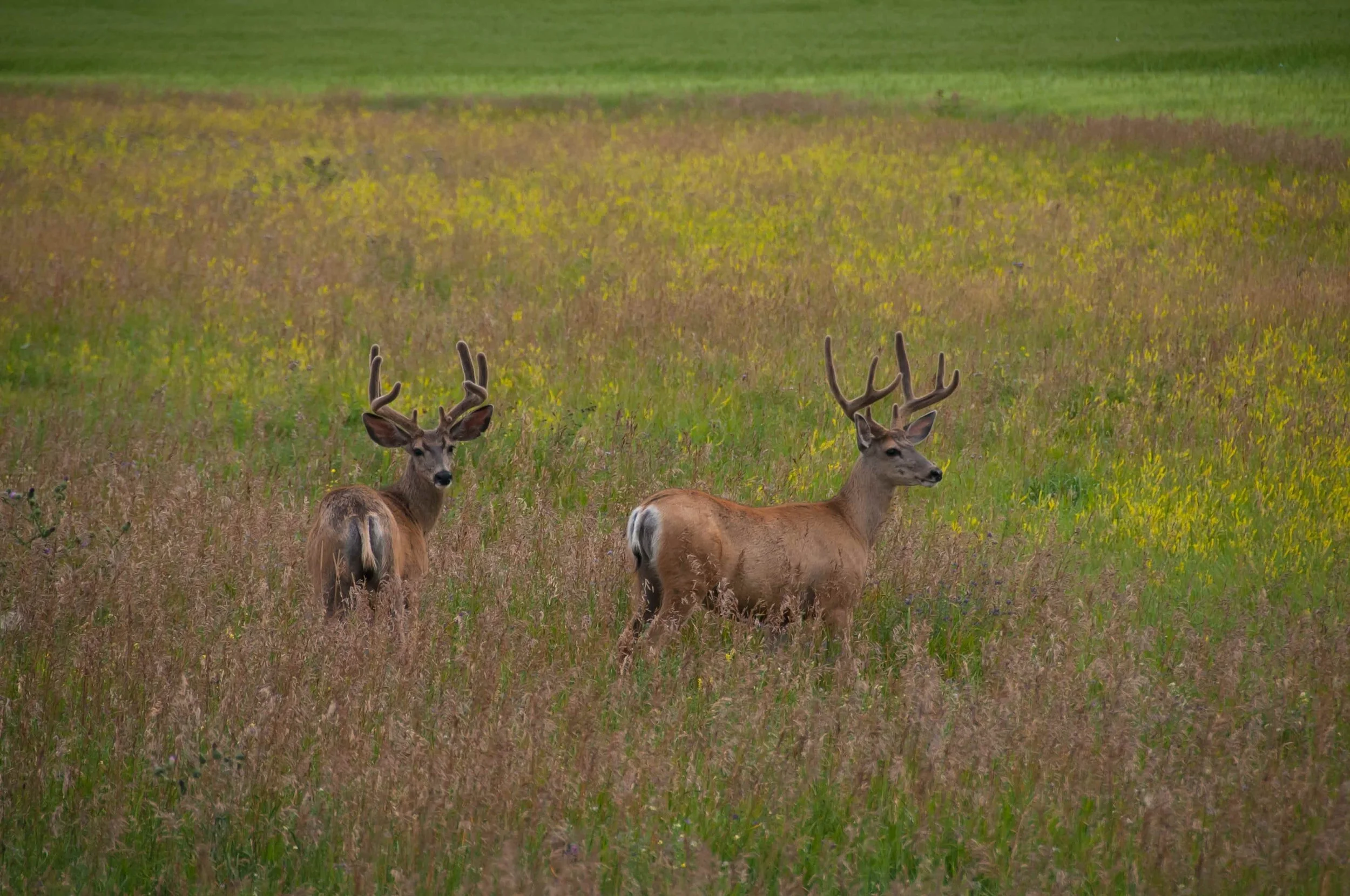 Leases of the week - 06.09.21 