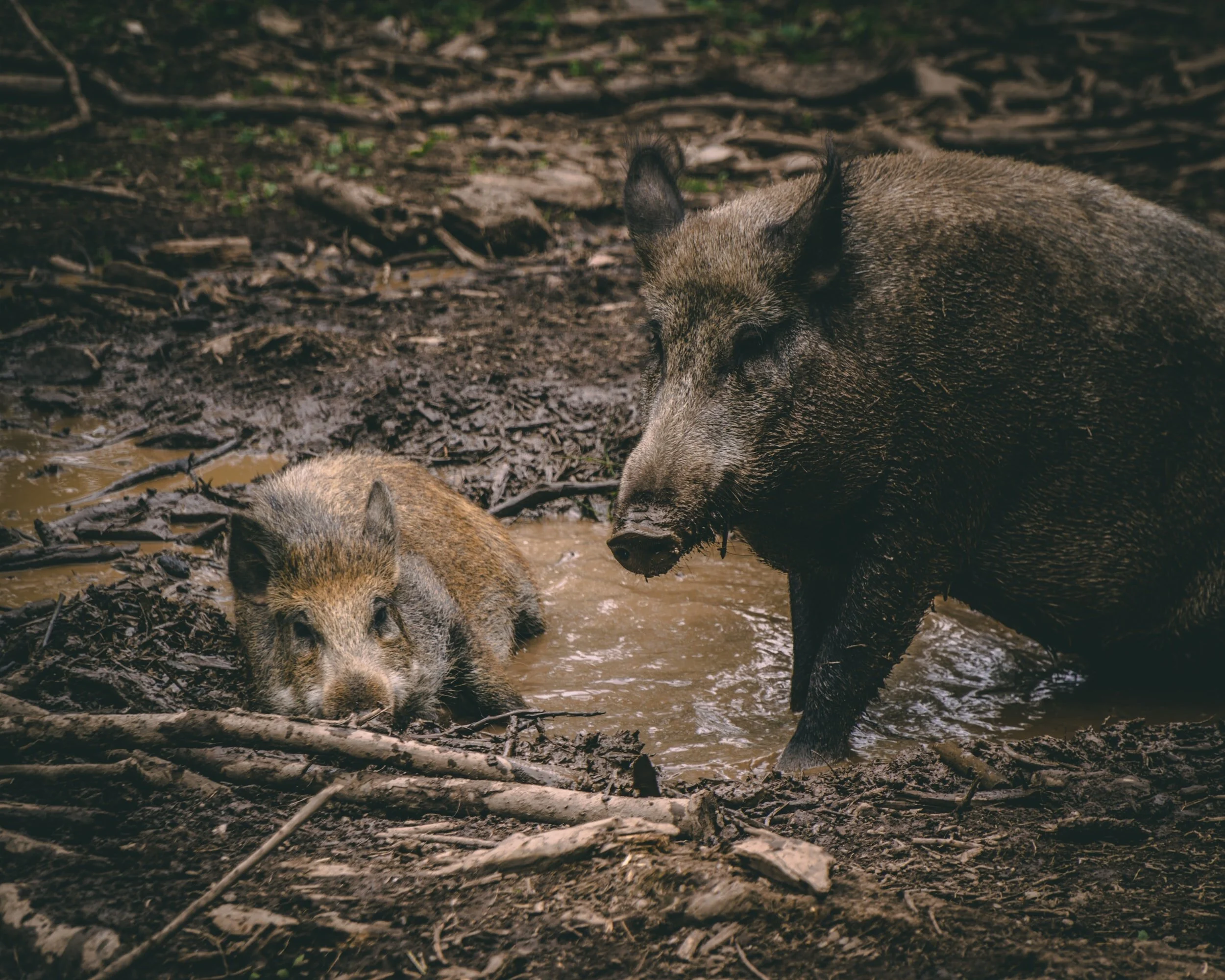 How to Deal with Hogs During Deer Season