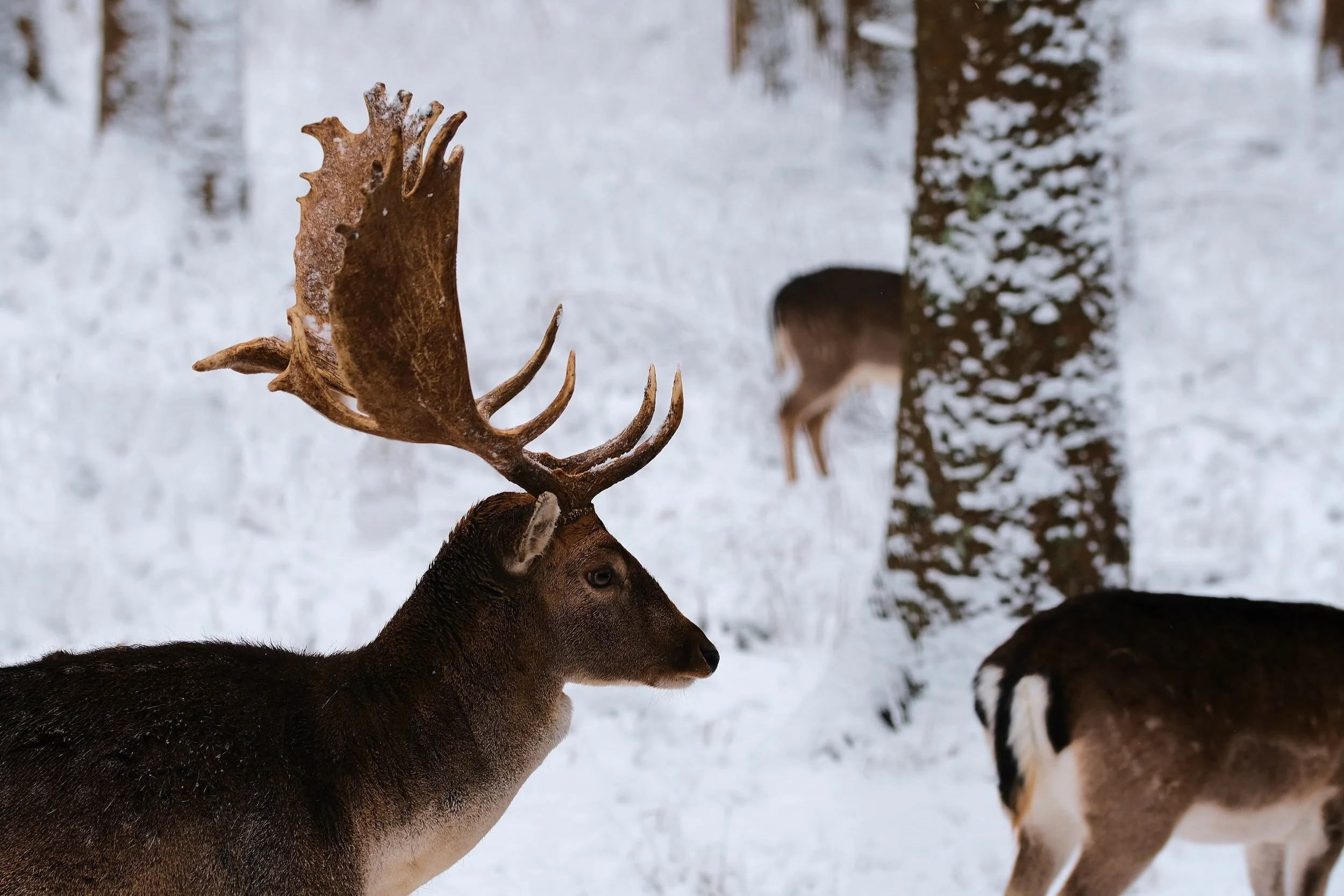 What is the Best Hunting? Snow, Rain, Cold, Hot?