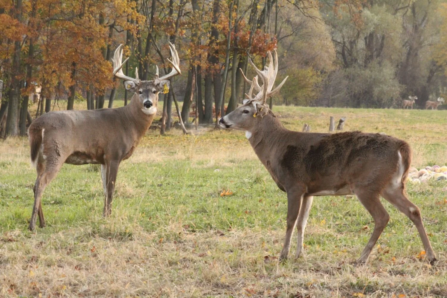 Leases of the week - 10.14.21