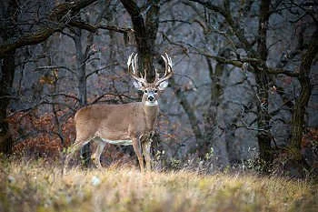 Leases of the week - 11.3.2021