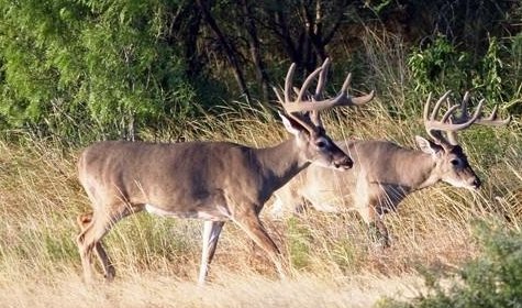 Leases of the week - 01.05.22