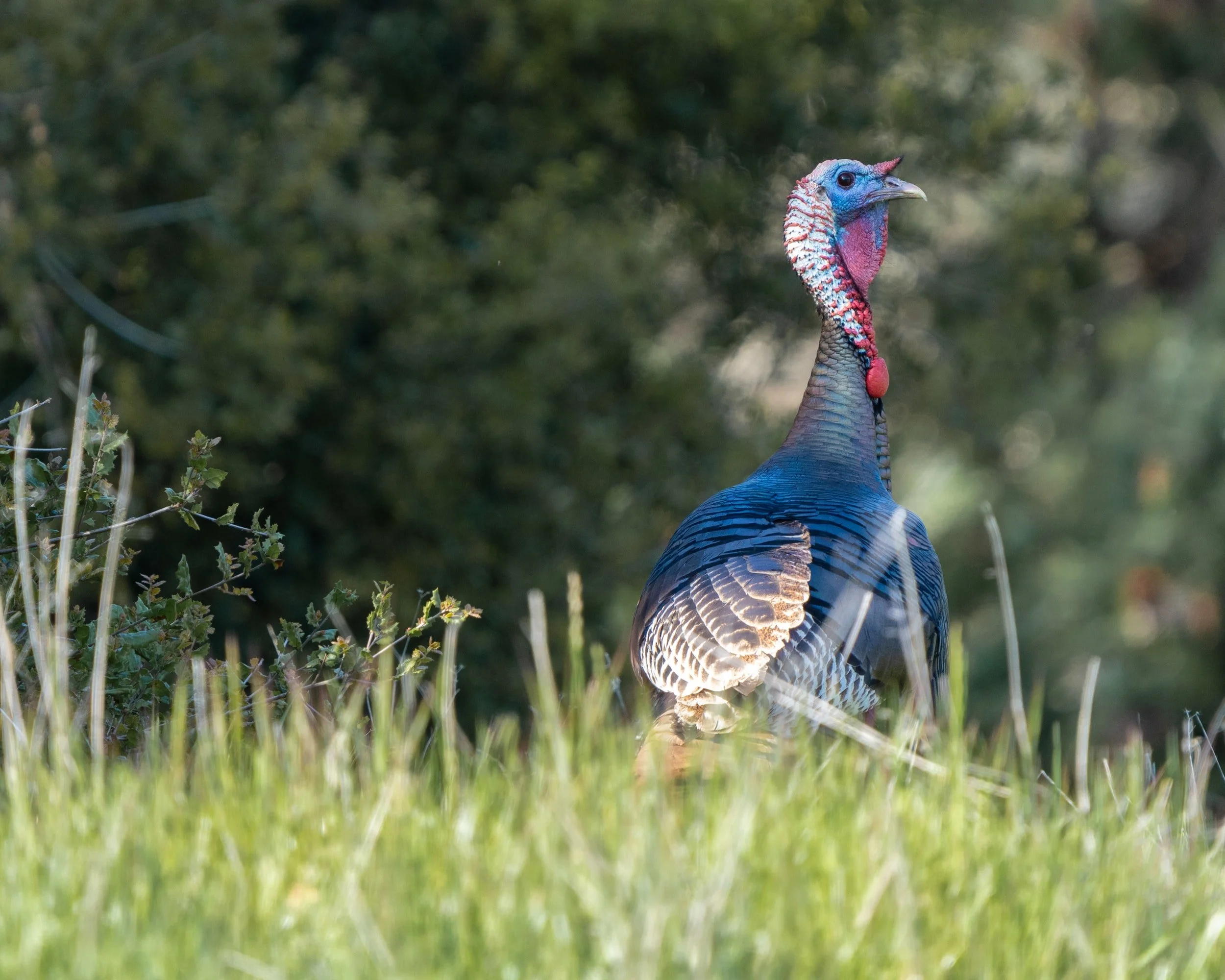 How to Pattern Turkeys for Your Next Hunt