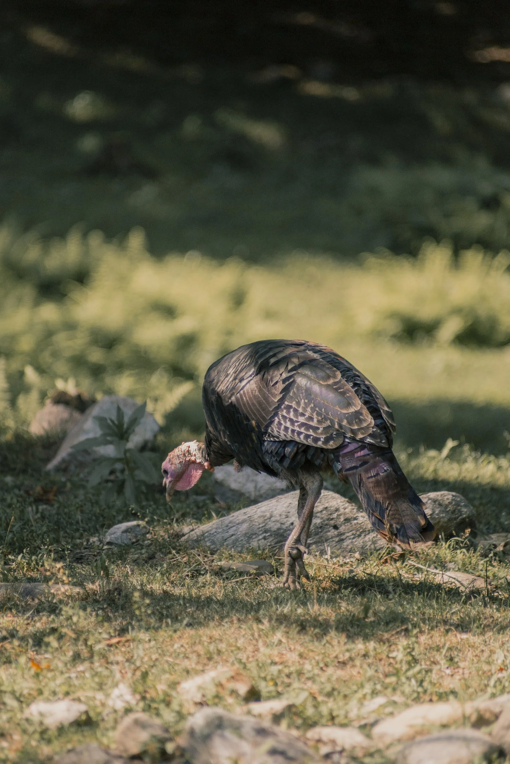 4 Important Turkey Hunting Calls and How to Use Them