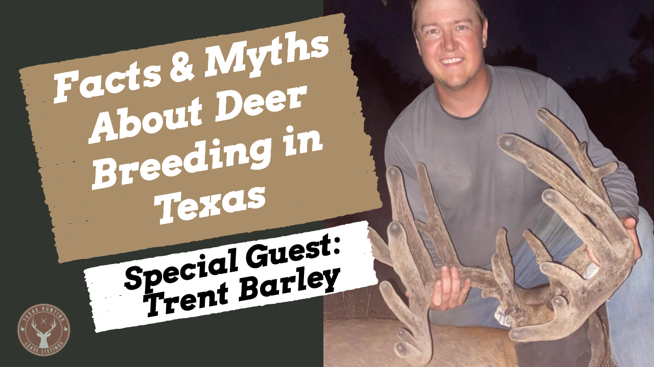 Featured Story : Facts &amp; Myths About Deer Breeding in Texas
