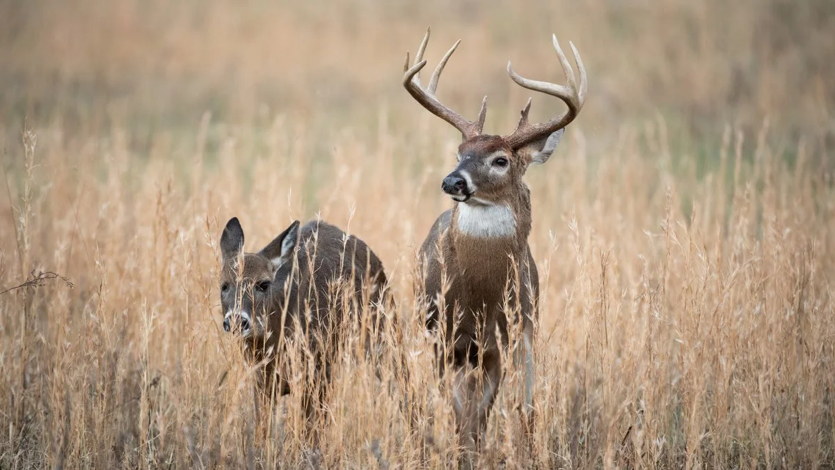 2022 Whitetail Rut Predictions - Identify The Peak Rut In Your Area