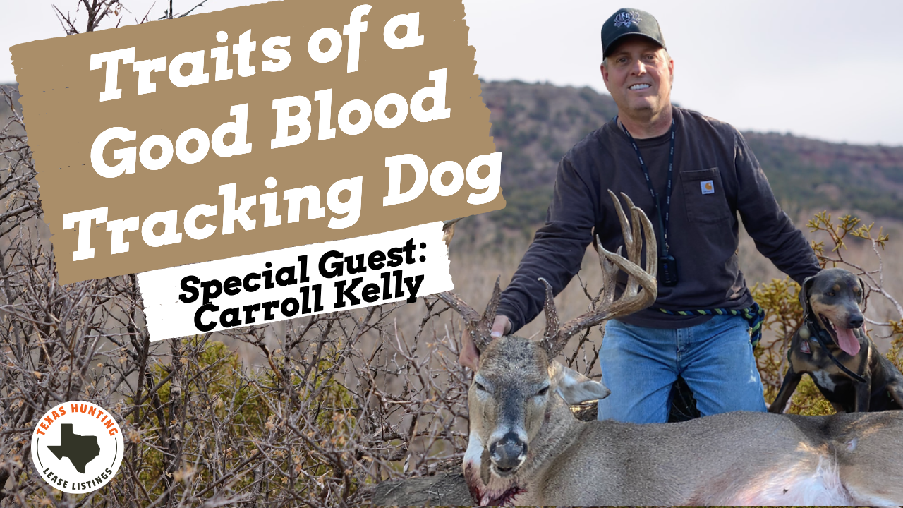 Traits of a Good Blood Tracking Dog : Special guest, Carroll Kelly