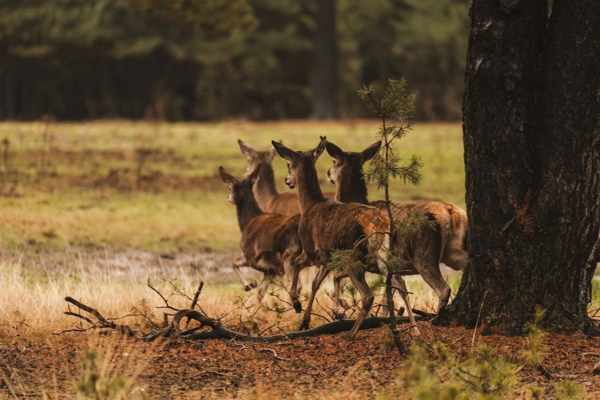 Wildlife Management in Texas: The Benefits of Controlled Hunting
