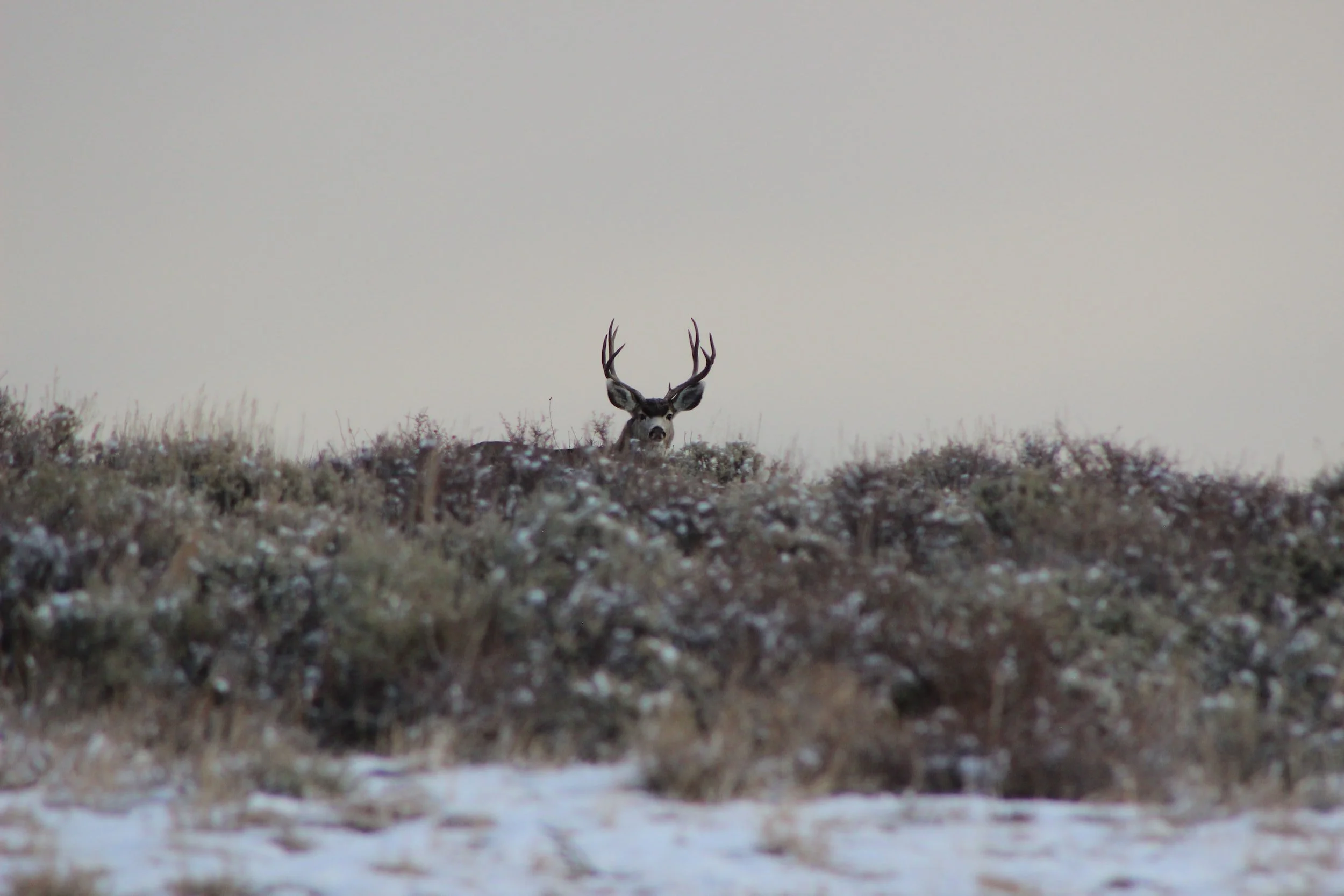 Texas Hunting Seasons: When to Go and What to Expect